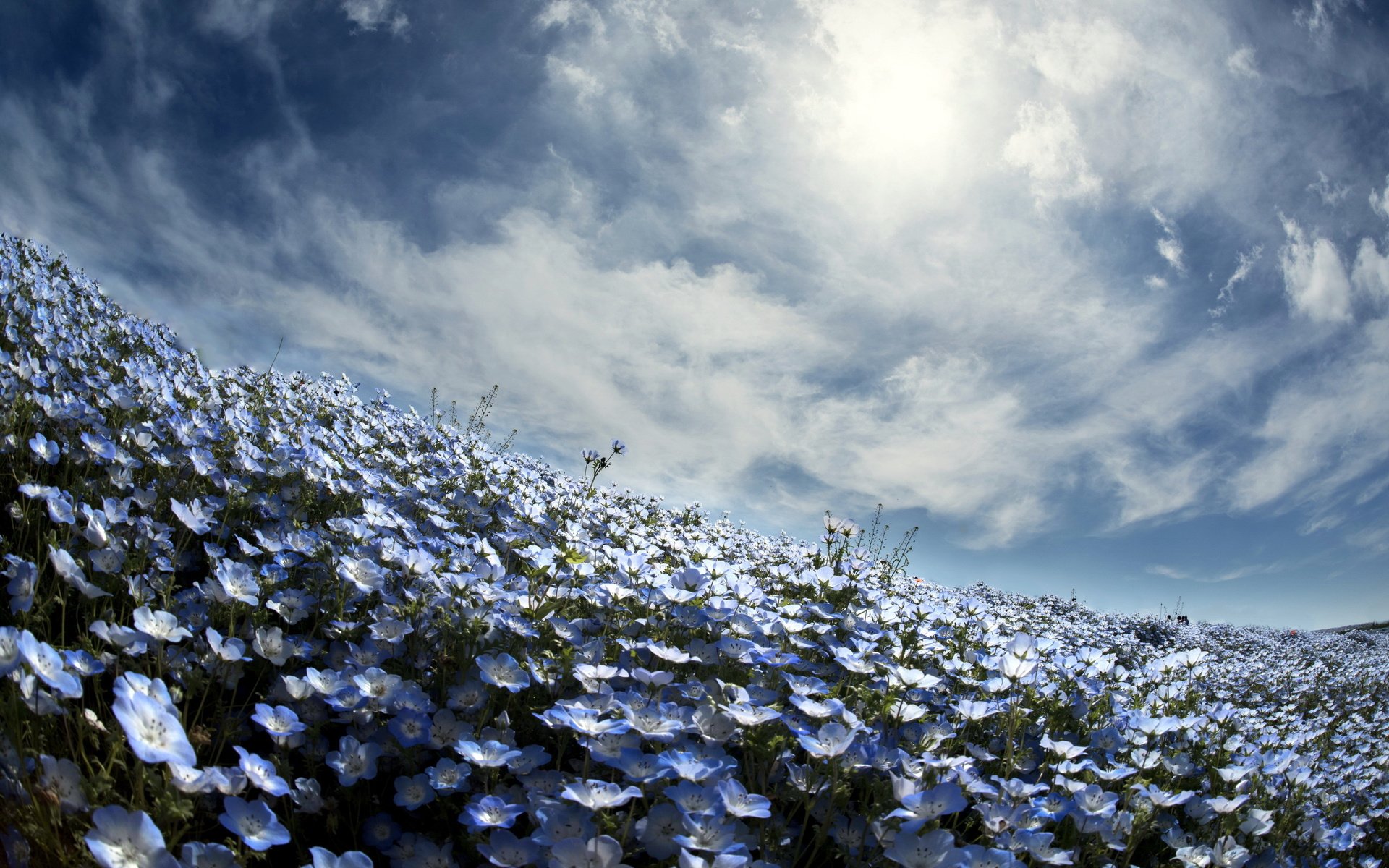 Обои небо, цветы, весна, немофила, вероника, the sky, flowers, spring, nemophila, veronica разрешение 2560x1600 Загрузить