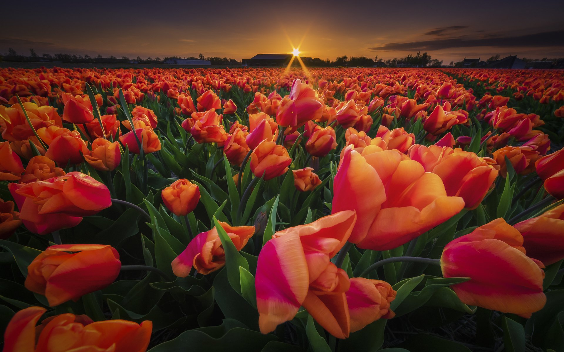 Обои цветы, закат, поле, весна, тюльпаны, flowers, sunset, field, spring, tulips разрешение 2048x1366 Загрузить