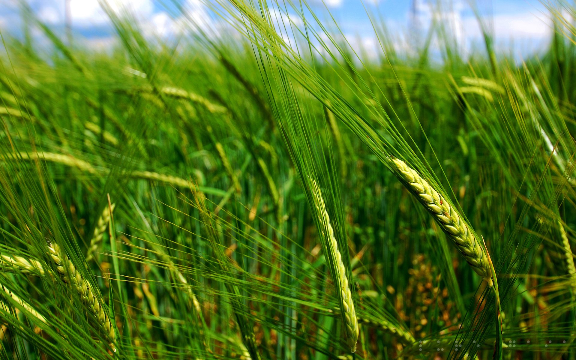 Обои природа, макро, поле, колосья, пшеница, nature, macro, field, ears, wheat разрешение 2560x1600 Загрузить