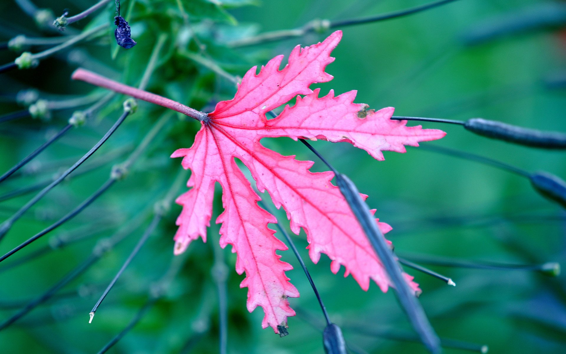 Обои природа, макро, цвет, лист, растение, nature, macro, color, sheet, plant разрешение 2048x1360 Загрузить