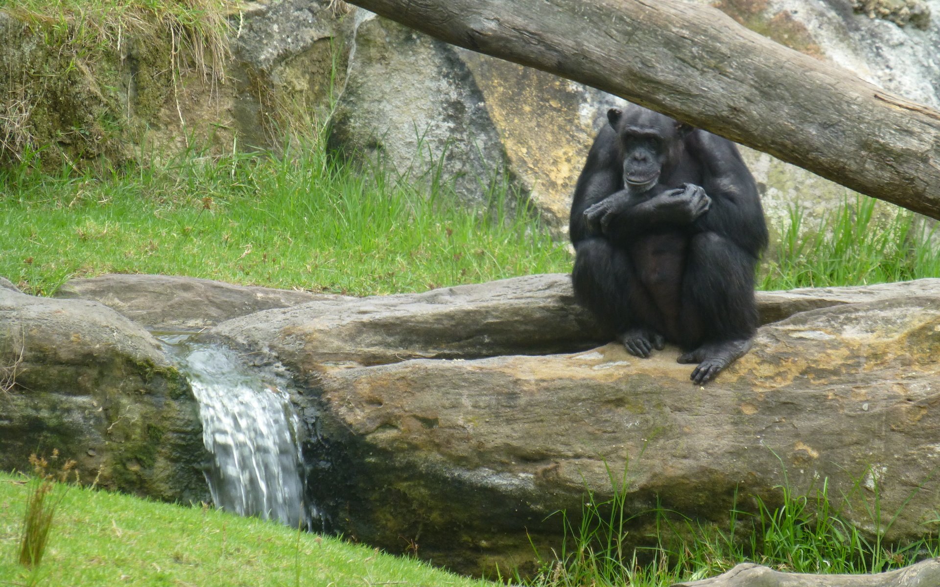 Обои трава, природа, фон, обезьяна, шимпанзе, grass, nature, background, monkey, chimpanzees разрешение 4320x3240 Загрузить