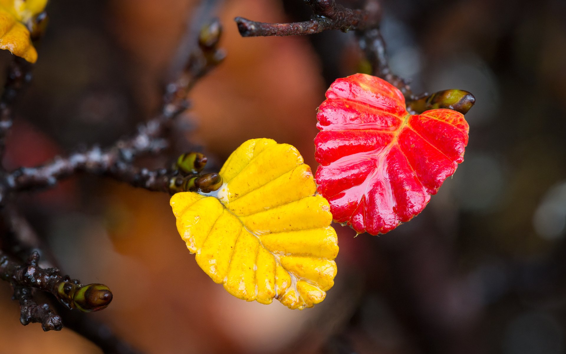 Обои ветка, листья, макро, осень, branch, leaves, macro, autumn разрешение 2048x1365 Загрузить