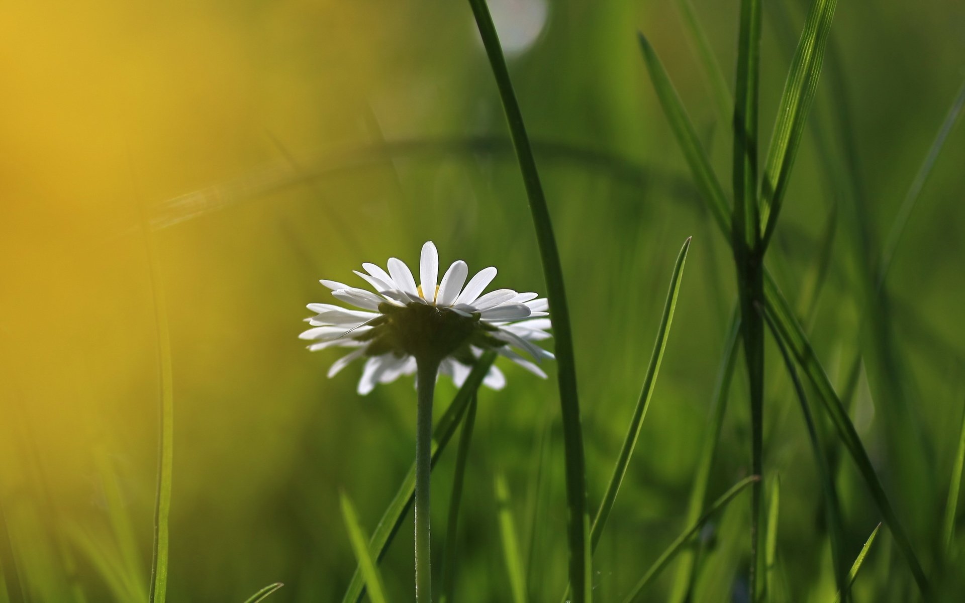 Обои трава, природа, цветок, ромашка, размытость, grass, nature, flower, daisy, blur разрешение 2560x1600 Загрузить