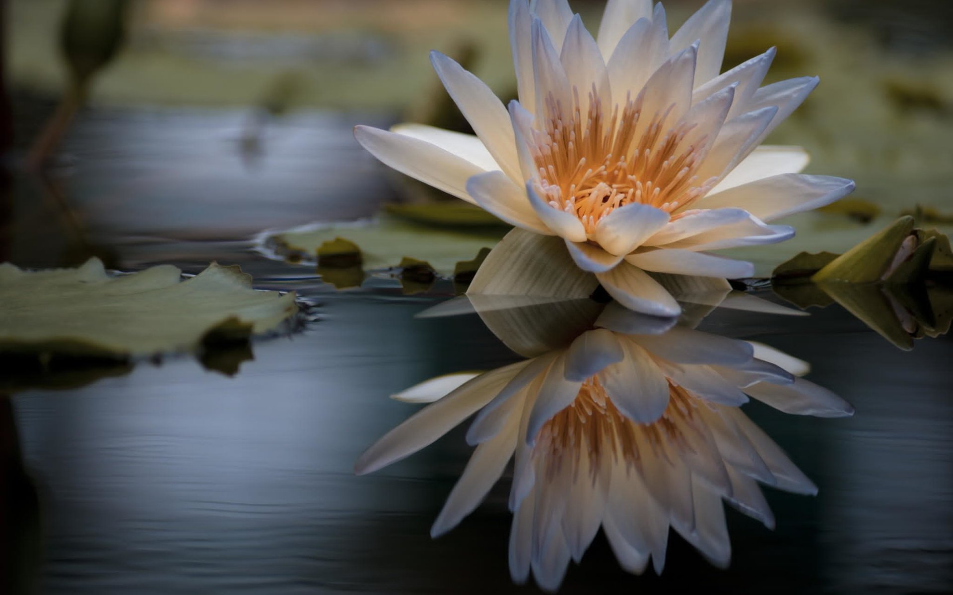 Лотос цветок на воде