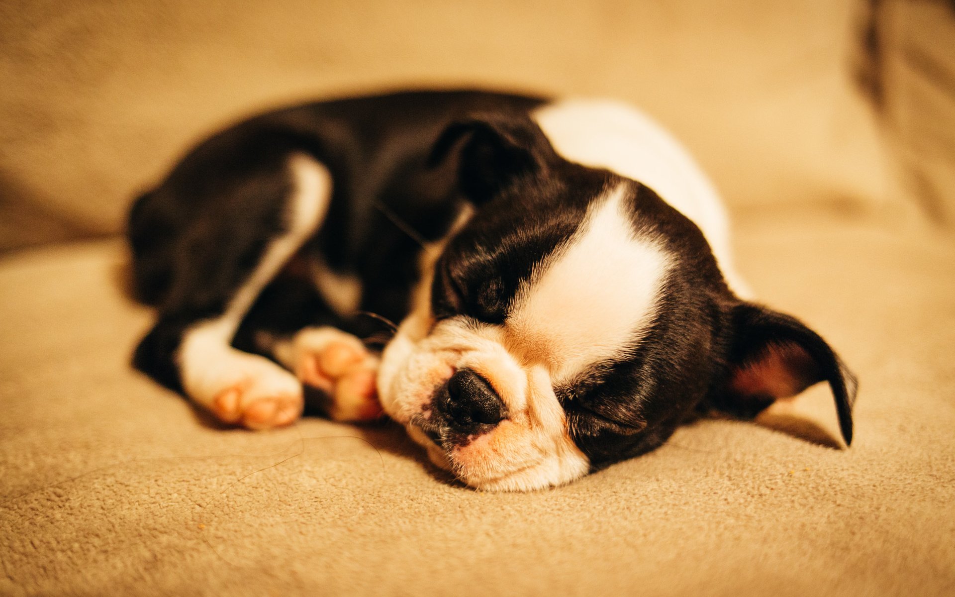Обои мордочка, сон, собака, щенок, muzzle, sleep, dog, puppy разрешение 2048x1365 Загрузить