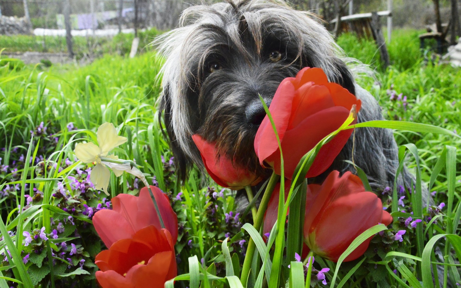 Обои цветы, трава, мордочка, взгляд, собака, весна, тюльпаны, flowers, grass, muzzle, look, dog, spring, tulips разрешение 2880x1915 Загрузить