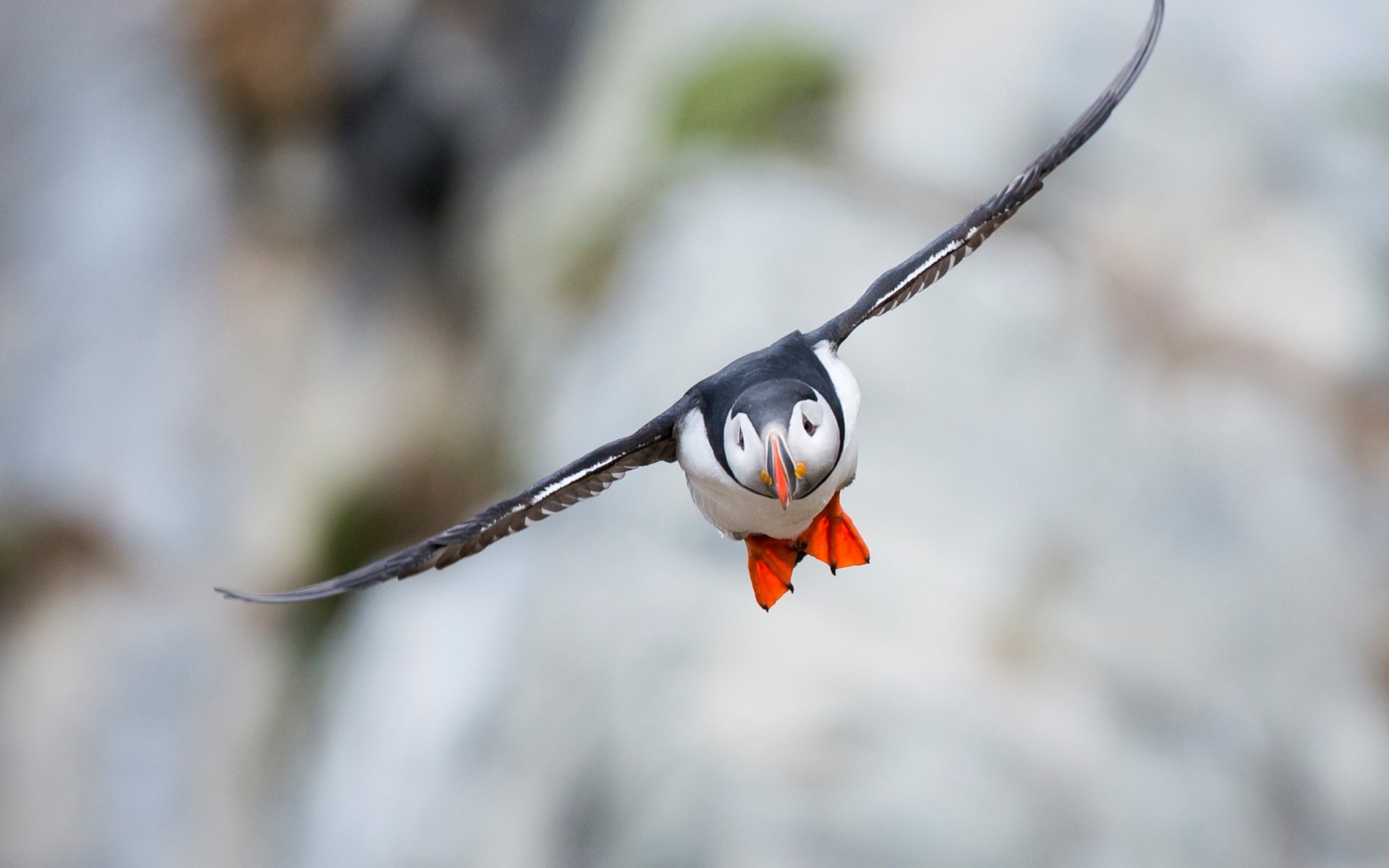 Обои полет, крылья, птица, клюв, тупик, атлантический тупик, puffin, flight, wings, bird, beak, stalled, atlantic puffin разрешение 2048x1461 Загрузить