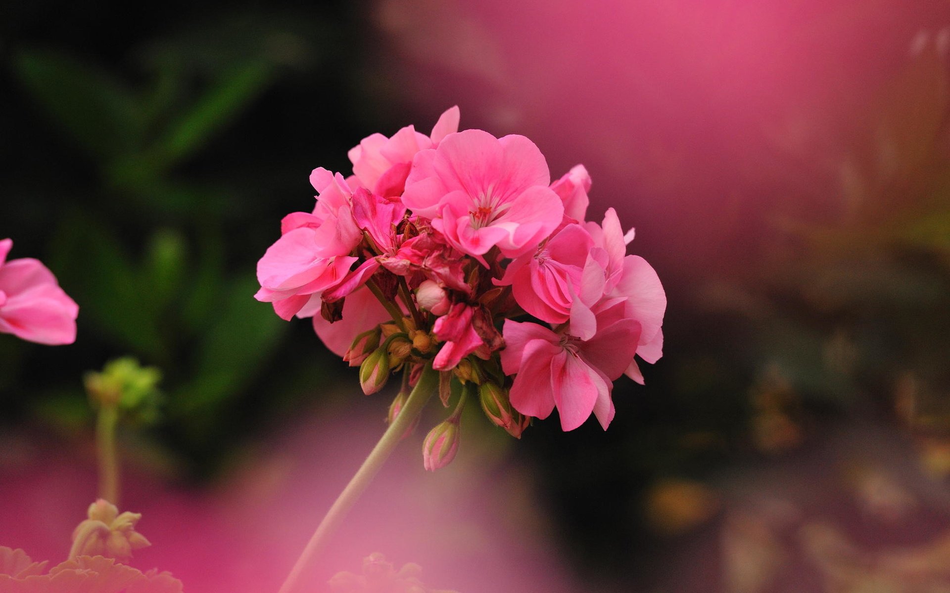 Обои цветок, фотограф, герань, джованни zacche, flower, photographer, geranium, giovanni zacche разрешение 2024x1347 Загрузить