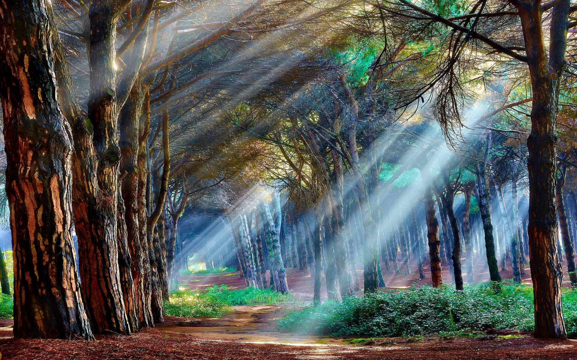 Обои свет, деревья, лес, лучи, пейзаж, light, trees, forest, rays, landscape разрешение 2048x1247 Загрузить