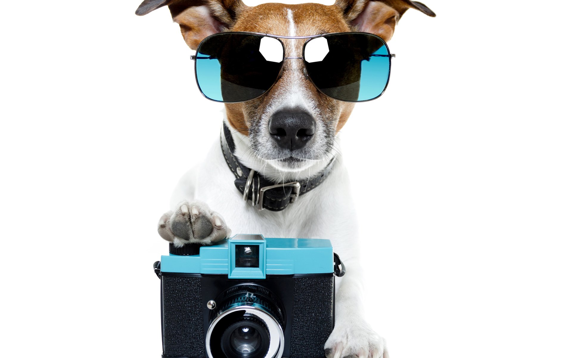 Обои очки, собака, фотоаппарат, юмор, ошейник, джек-рассел-терьер, glasses, dog, the camera, humor, collar, jack russell terrier разрешение 6000x4464 Загрузить