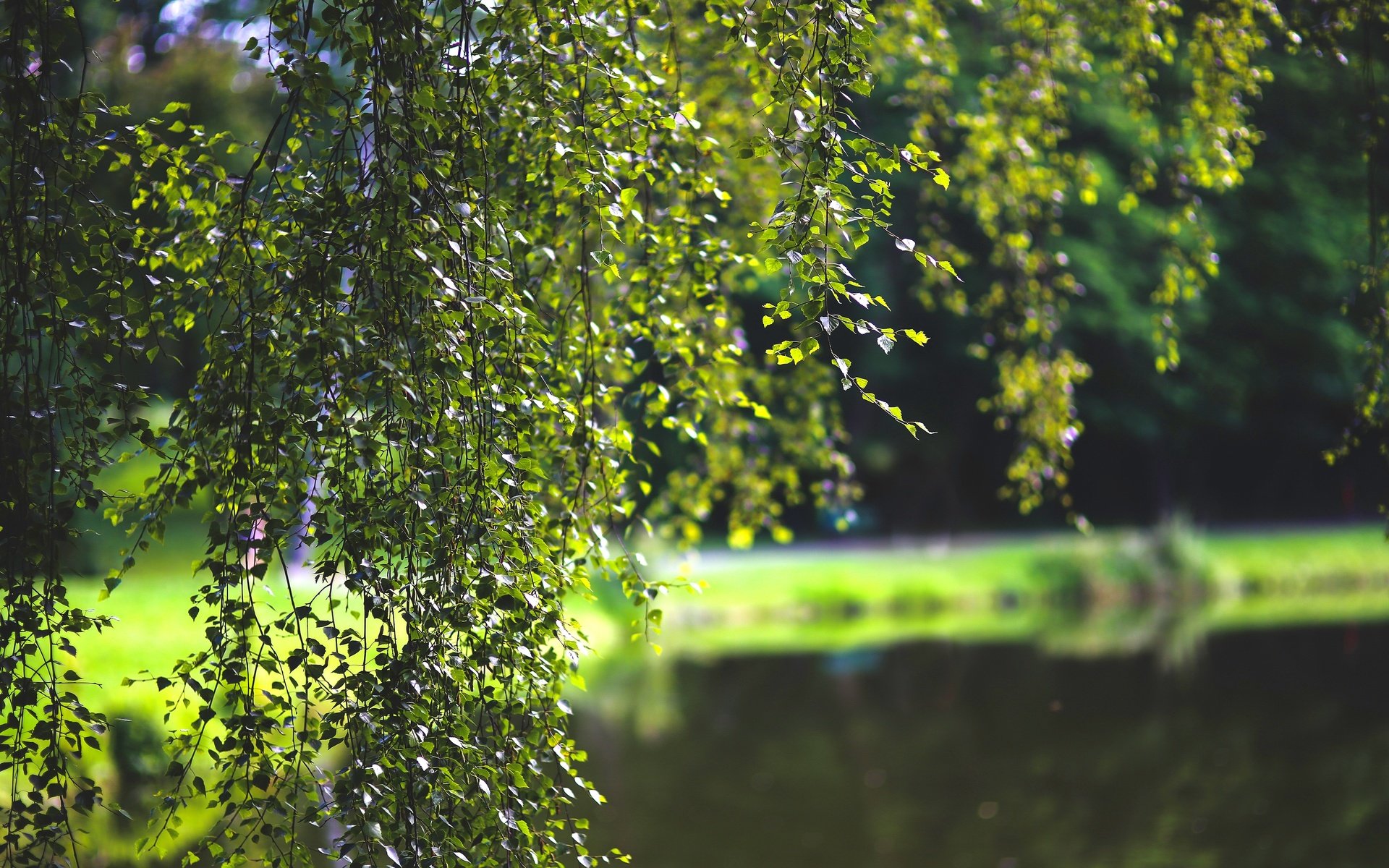 Обои дерево, листья, макро, ветки, karolina grabowska, tree, leaves, macro, branches разрешение 3840x2400 Загрузить