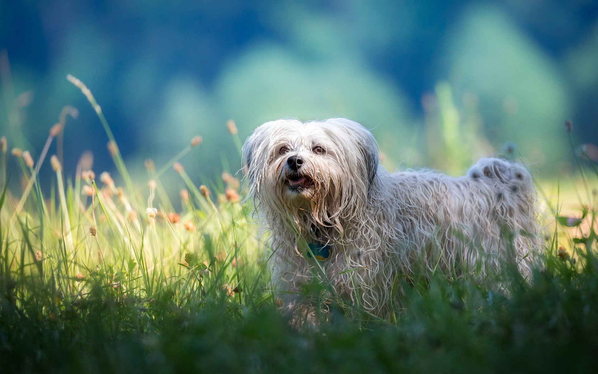 Обои взгляд, собака, друг, бишон фризе, look, dog, each, bichon frise разрешение 2047x1248 Загрузить