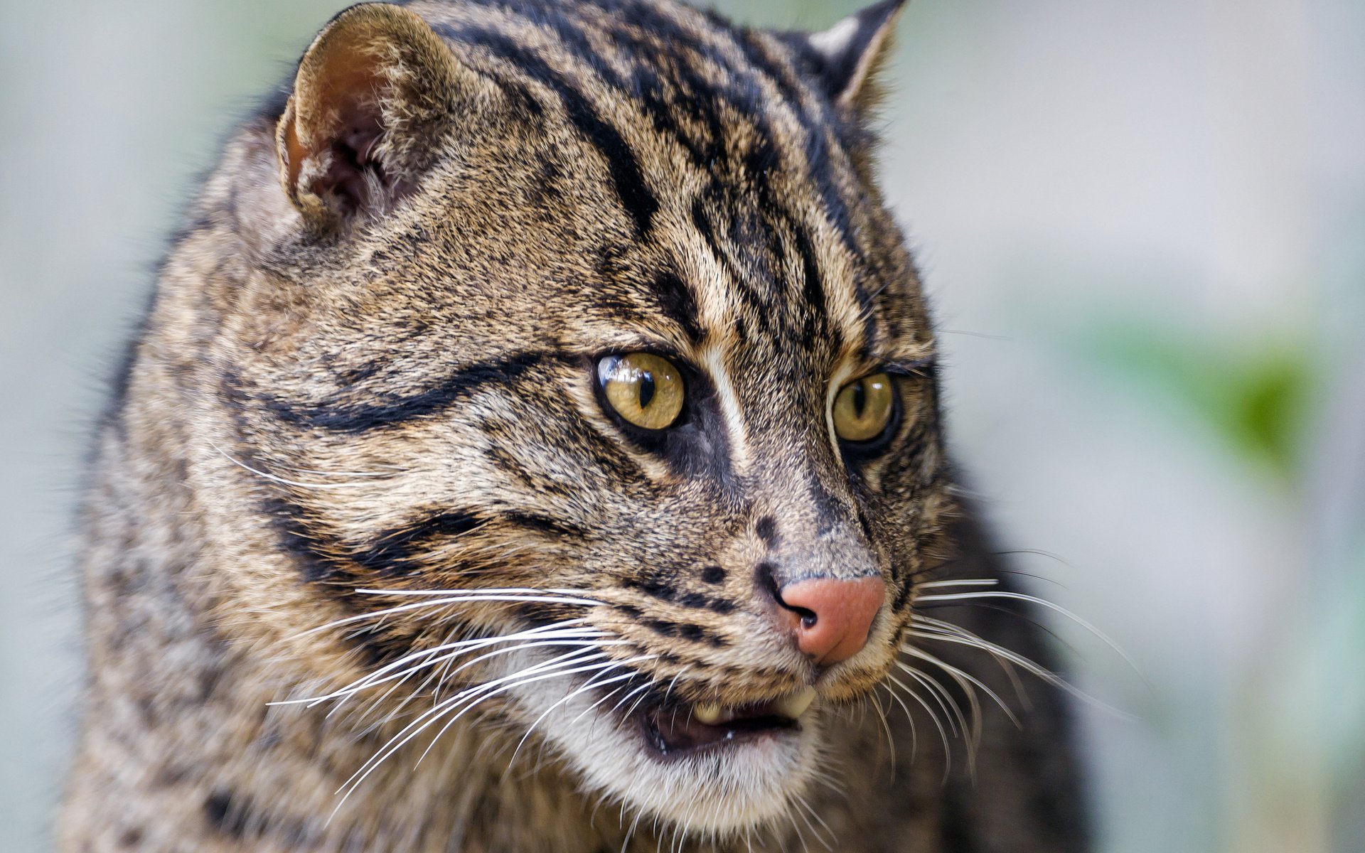 Обои морда, кот, кошка, рыболов, кот рыболов, fishing cat, face, cat, angler, kot rybolov разрешение 2048x1536 Загрузить