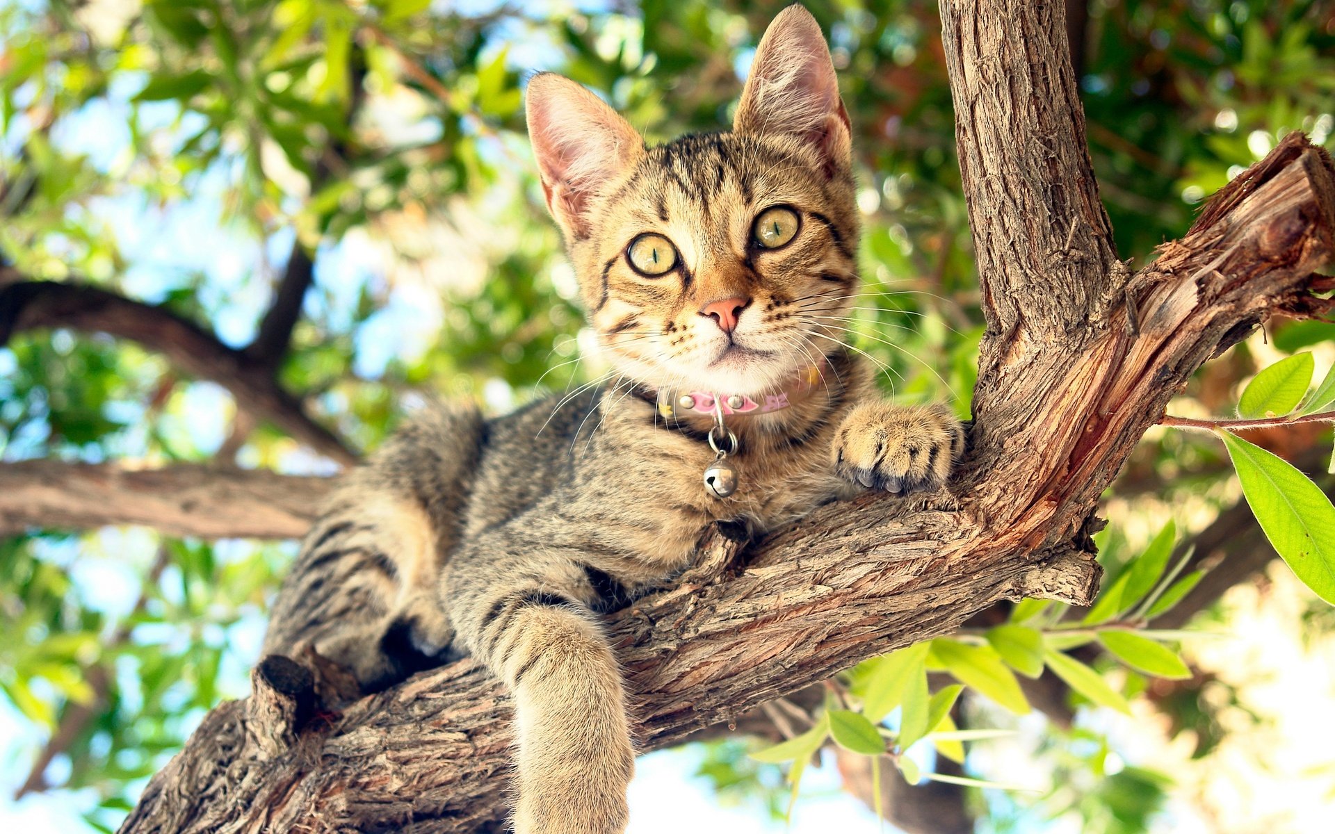 Обои дерево, кот, кошка, tree, cat разрешение 2880x1800 Загрузить