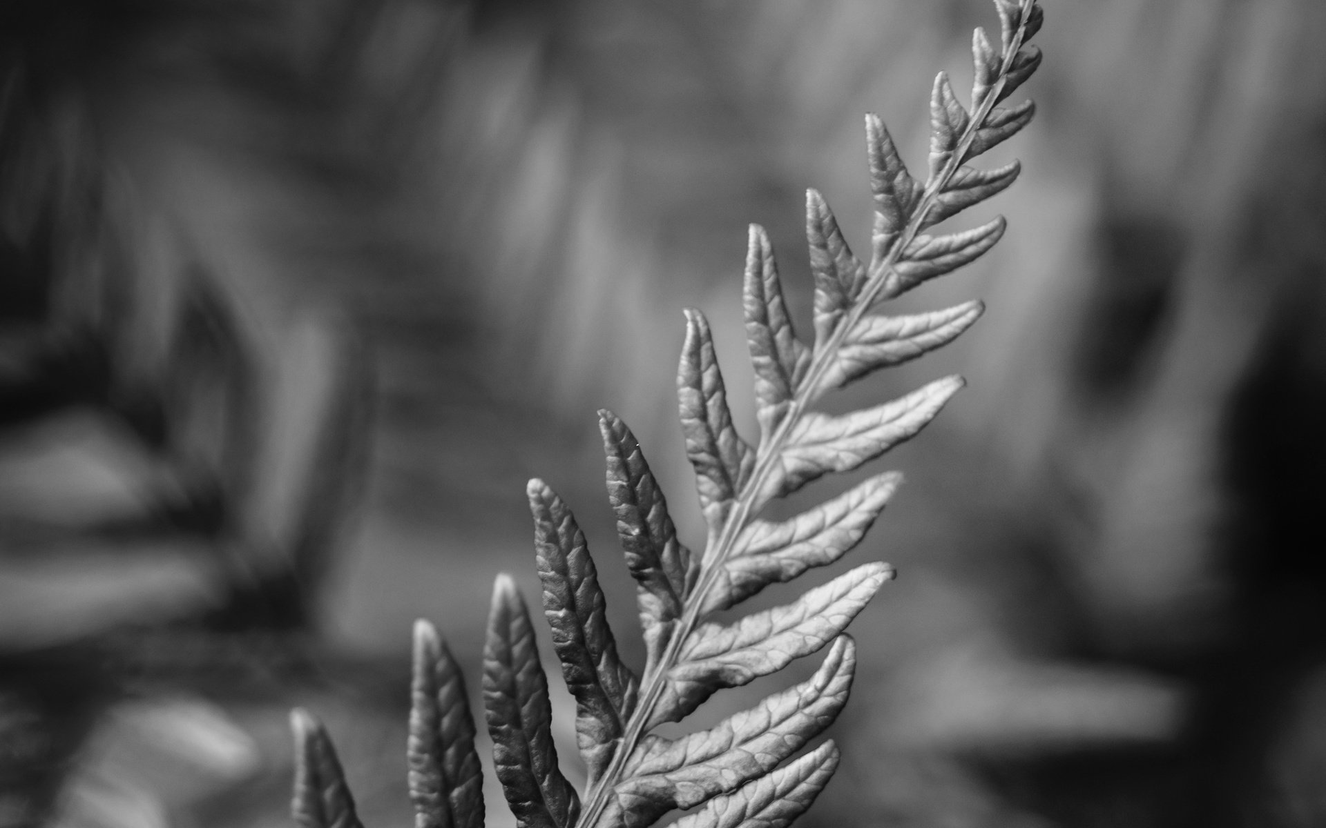 Обои макро, чёрно-белое, лист, растение, папоротник, macro, black and white, sheet, plant, fern разрешение 2160x1920 Загрузить