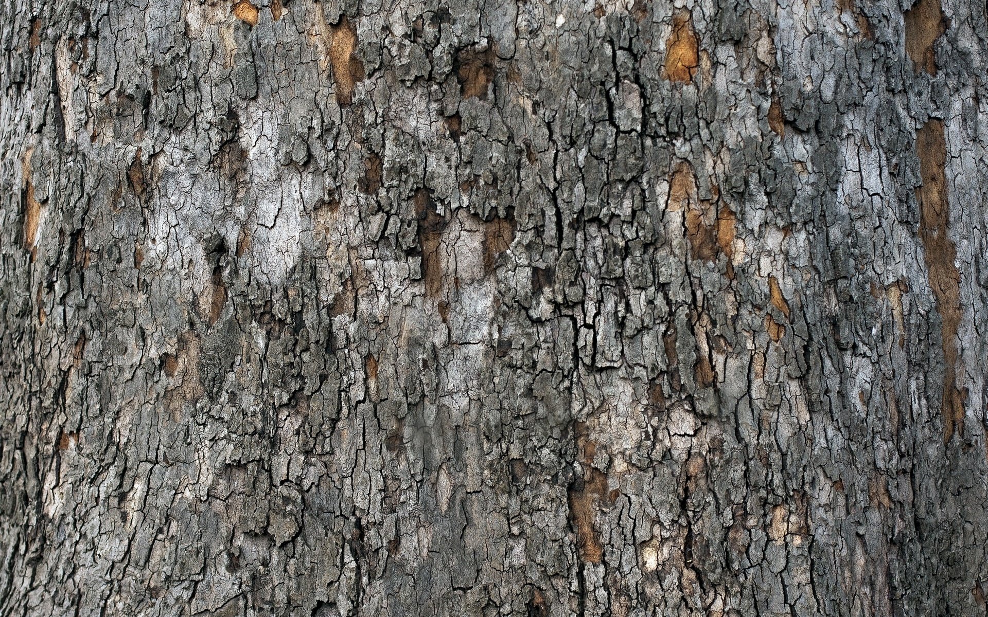 Обои дерево, текстура, кора, tree, texture, bark разрешение 2560x1600 Загрузить