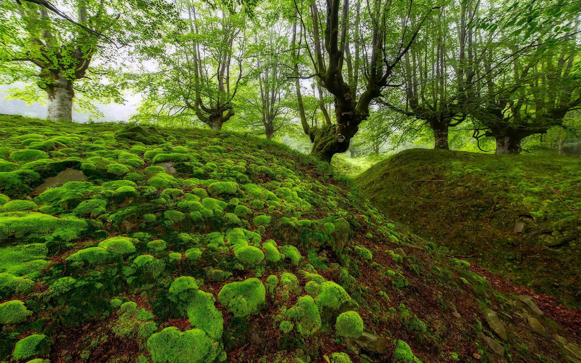 Обои деревья, лес, мох, испания, овраг, бук, бискайя, trees, forest, moss, spain, the ravine, beech, biscay разрешение 1920x1280 Загрузить