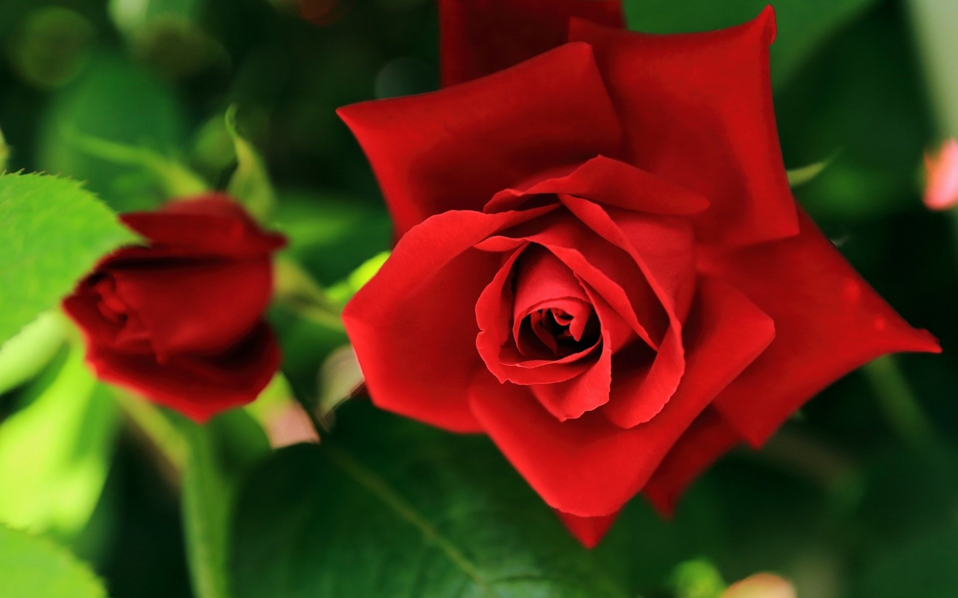 Обои цветы, розы, красные, flowers, roses, red разрешение 2560x1600 Загрузить