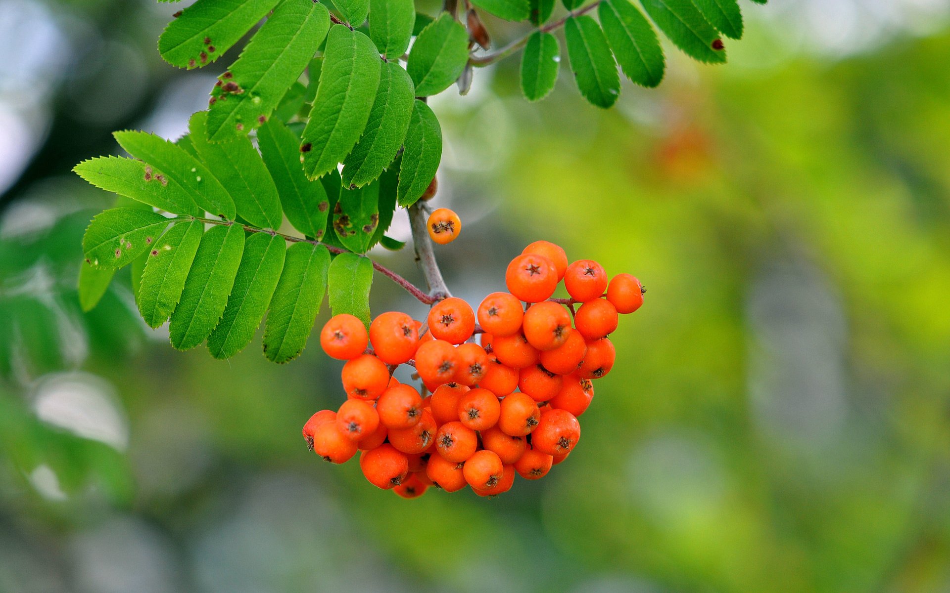 Обои ветка, природа, листья, макро, ягоды, рябина, branch, nature, leaves, macro, berries, rowan разрешение 3216x2136 Загрузить