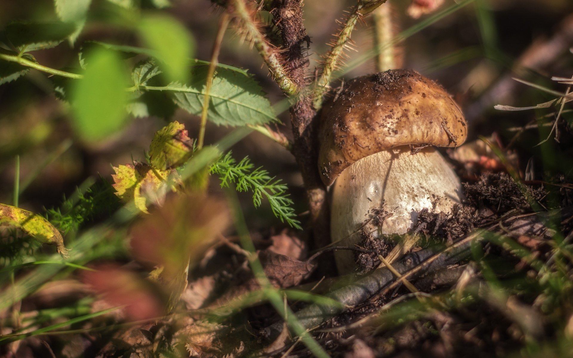 Обои трава, природа, макро, гриб, боровик, grass, nature, macro, mushroom, borovik разрешение 2400x1532 Загрузить