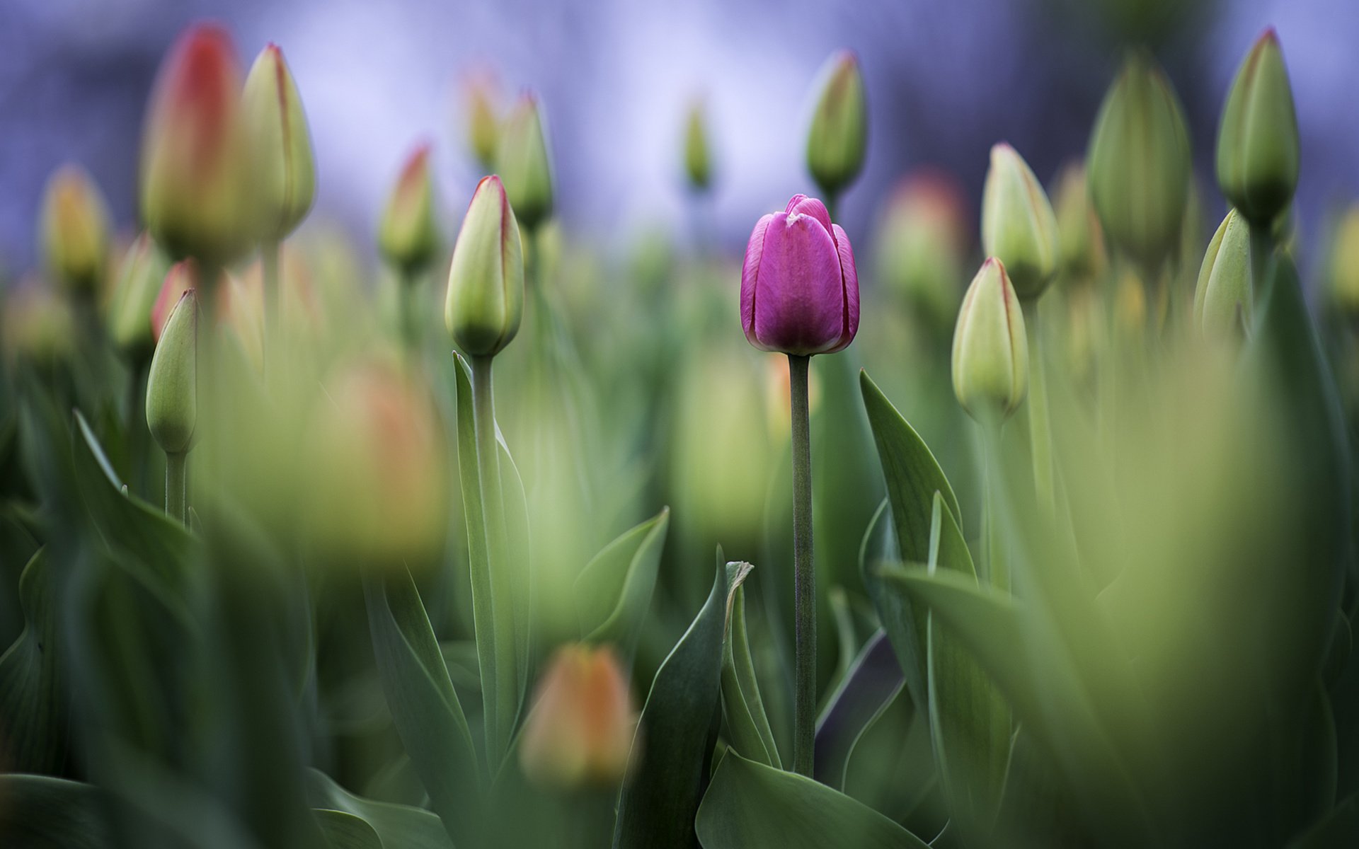 Обои цветы, фото, бутон, фотограф, тюльпаны, greg stevenson, flowers, photo, bud, photographer, tulips разрешение 1920x1261 Загрузить