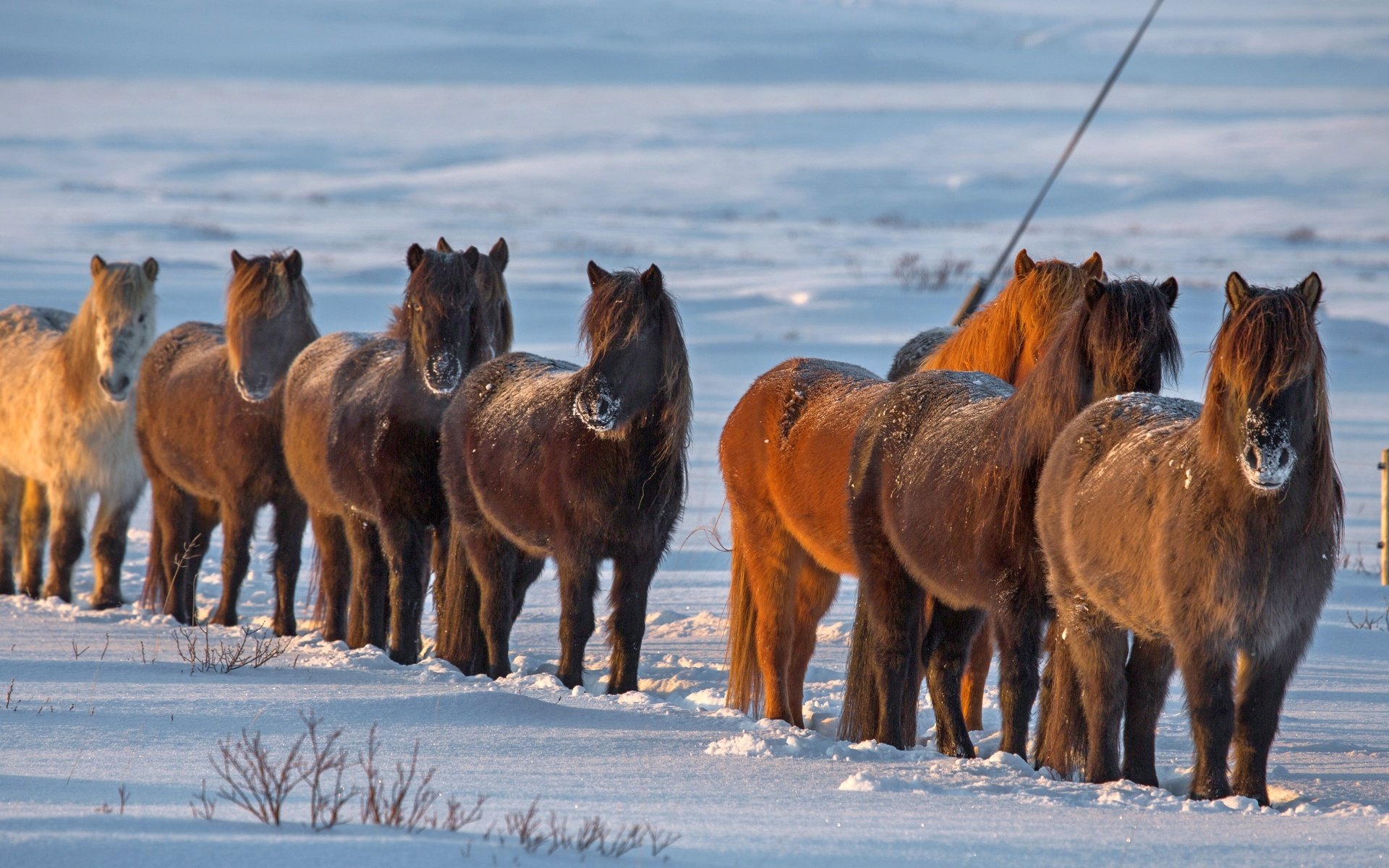 Обои снег, зима, лошади, кони, исландия, snow, winter, horse, horses, iceland разрешение 3840x2160 Загрузить