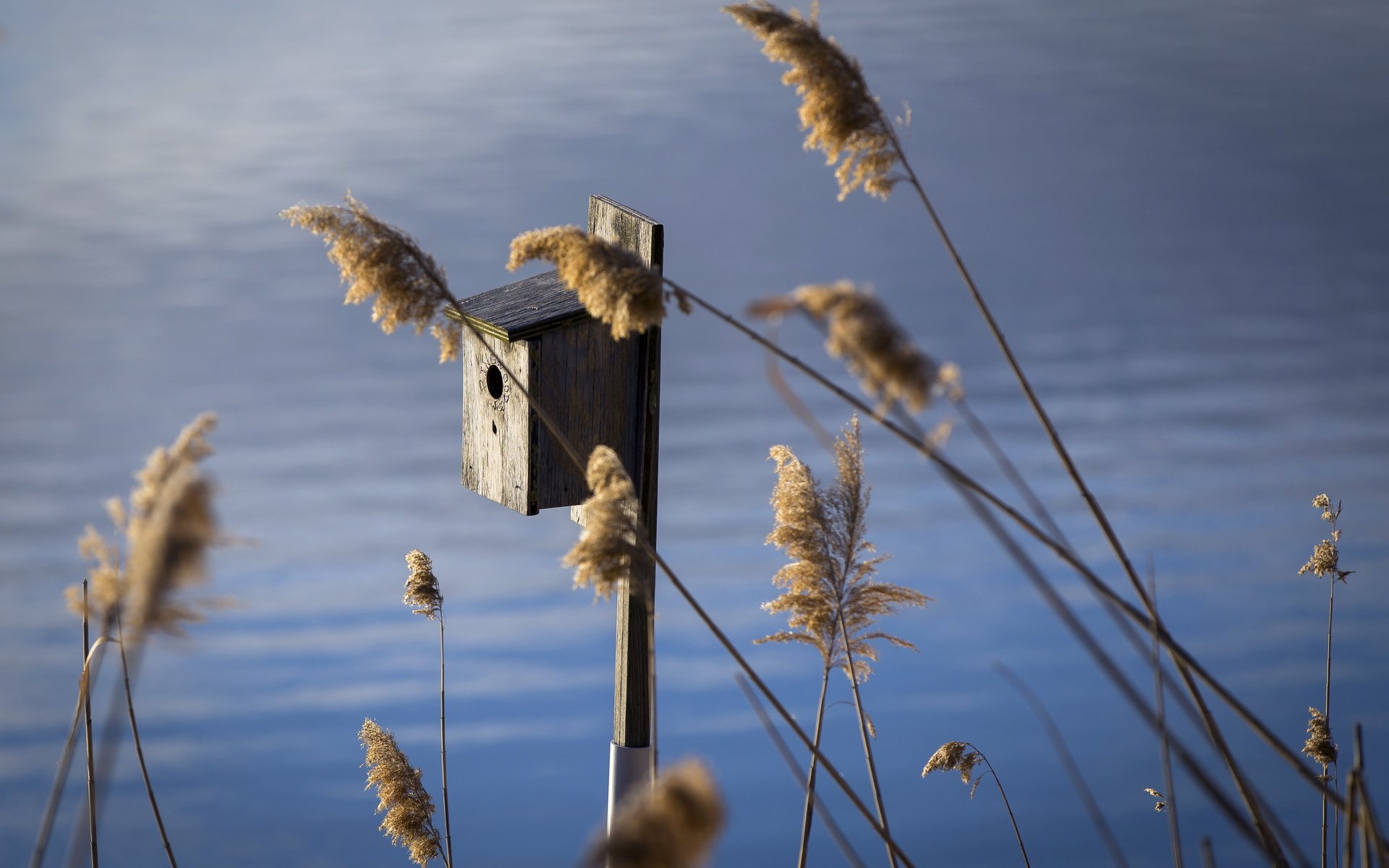 Обои трава, вода, колоски, скворечник, grass, water, spikelets, birdhouse разрешение 4163x2775 Загрузить