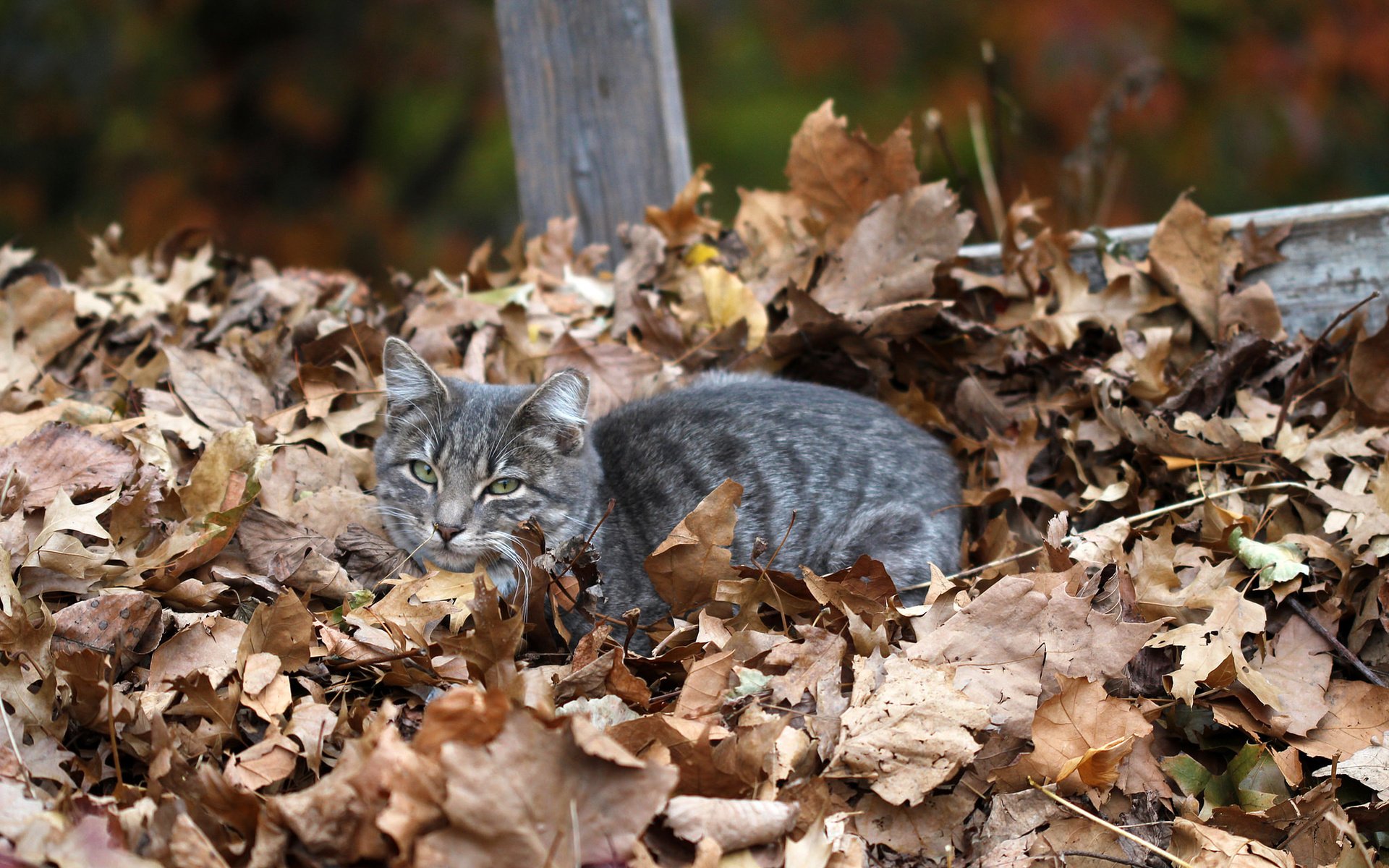 Обои листья, кот, мордочка, кошка, взгляд, осень, сухие листья, leaves, cat, muzzle, look, autumn, dry leaves разрешение 2048x1365 Загрузить