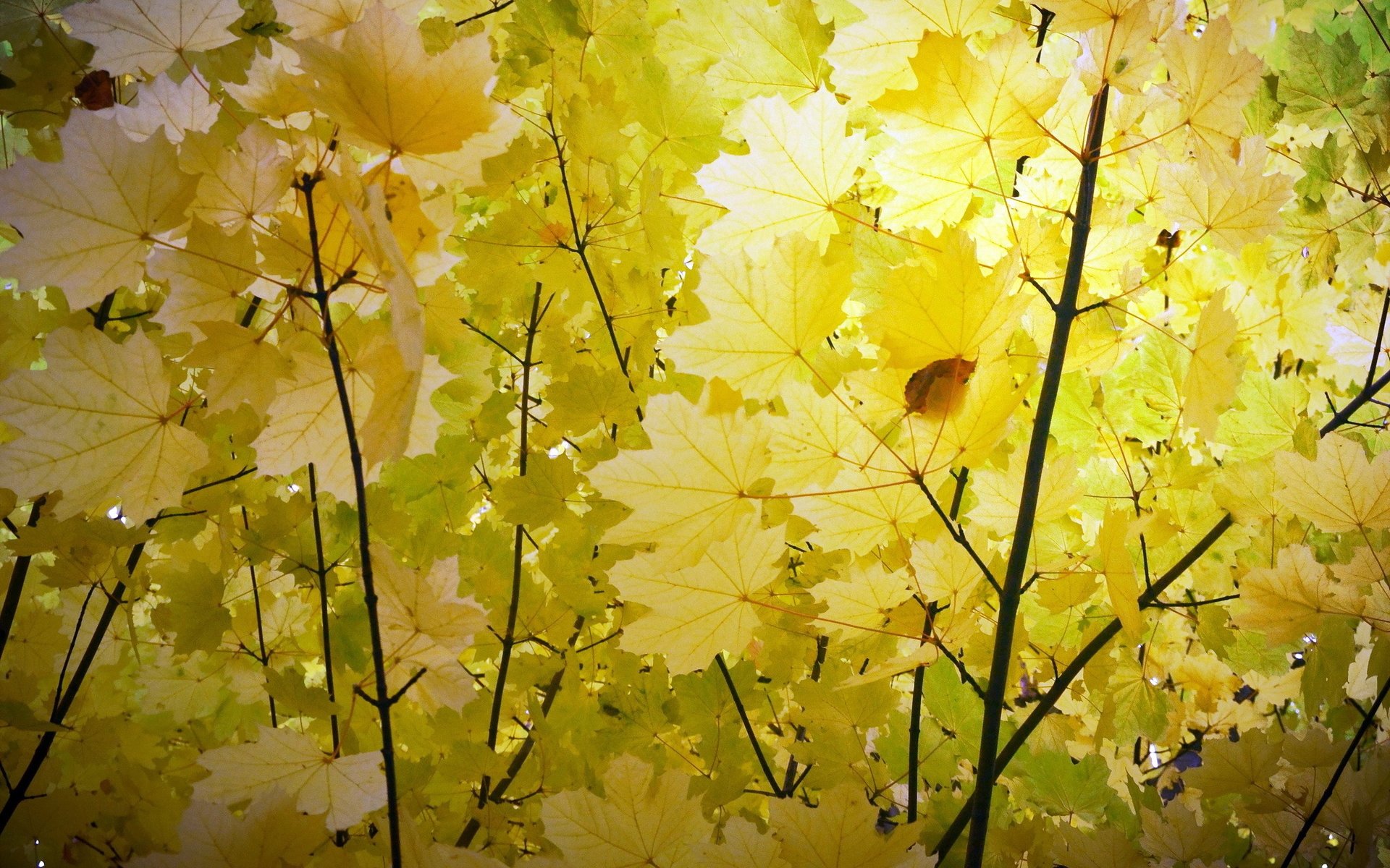 Обои природа, листья, ветки, осень, кленовый лист, nature, leaves, branches, autumn, maple leaf разрешение 2048x1364 Загрузить