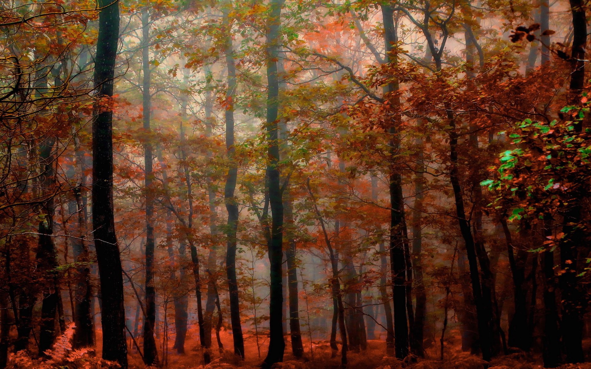 Обои природа, лес, осень, nature, forest, autumn разрешение 2560x1533 Загрузить