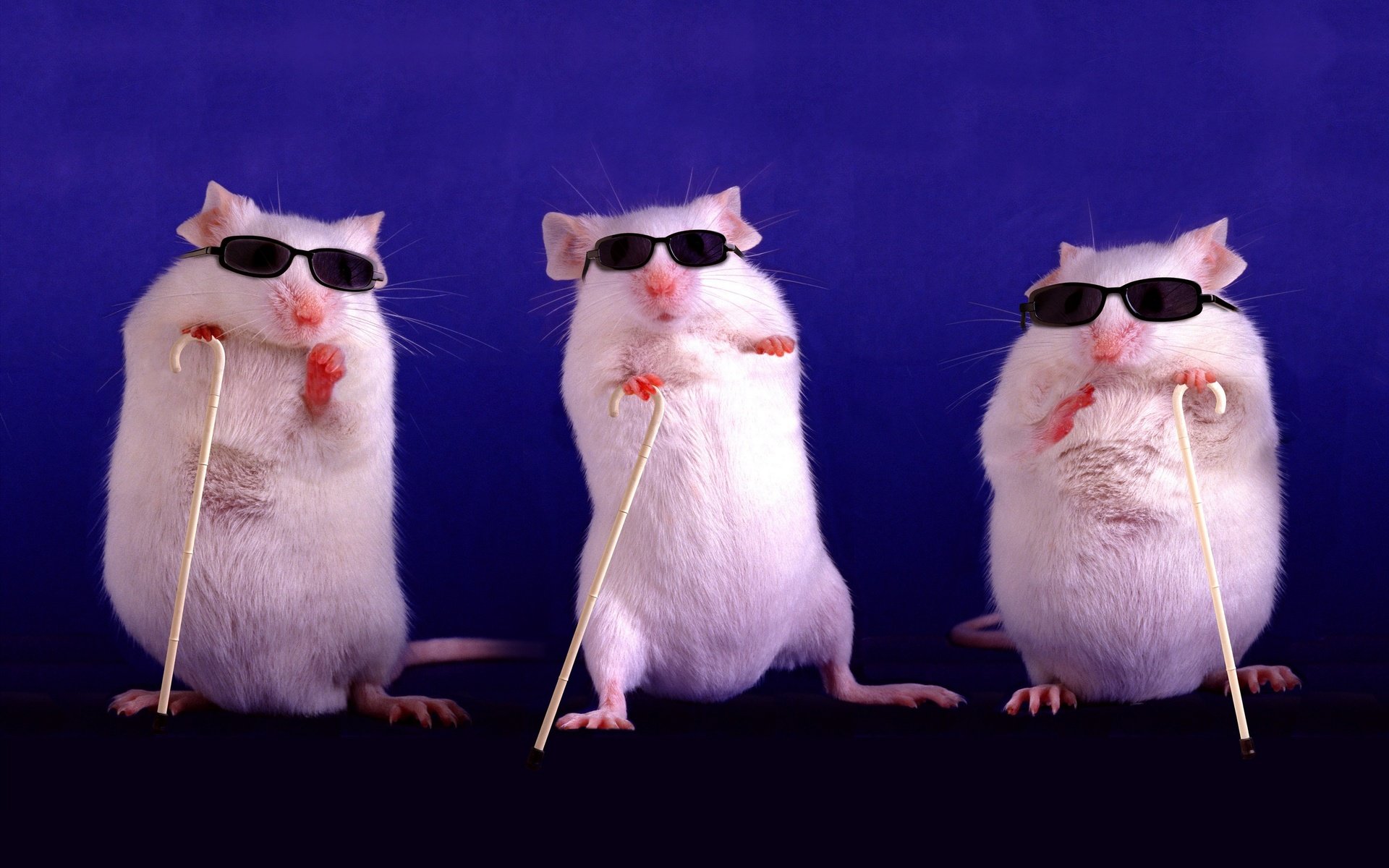Обои животные, крысы, фиолетовый, слепые, белые, темные очки, три, трость, трое, забавно, трио, грызуны, rodents, animals, rats, purple, blind, white, sunglasses, three, cane, funny, trio разрешение 2880x1805 Загрузить