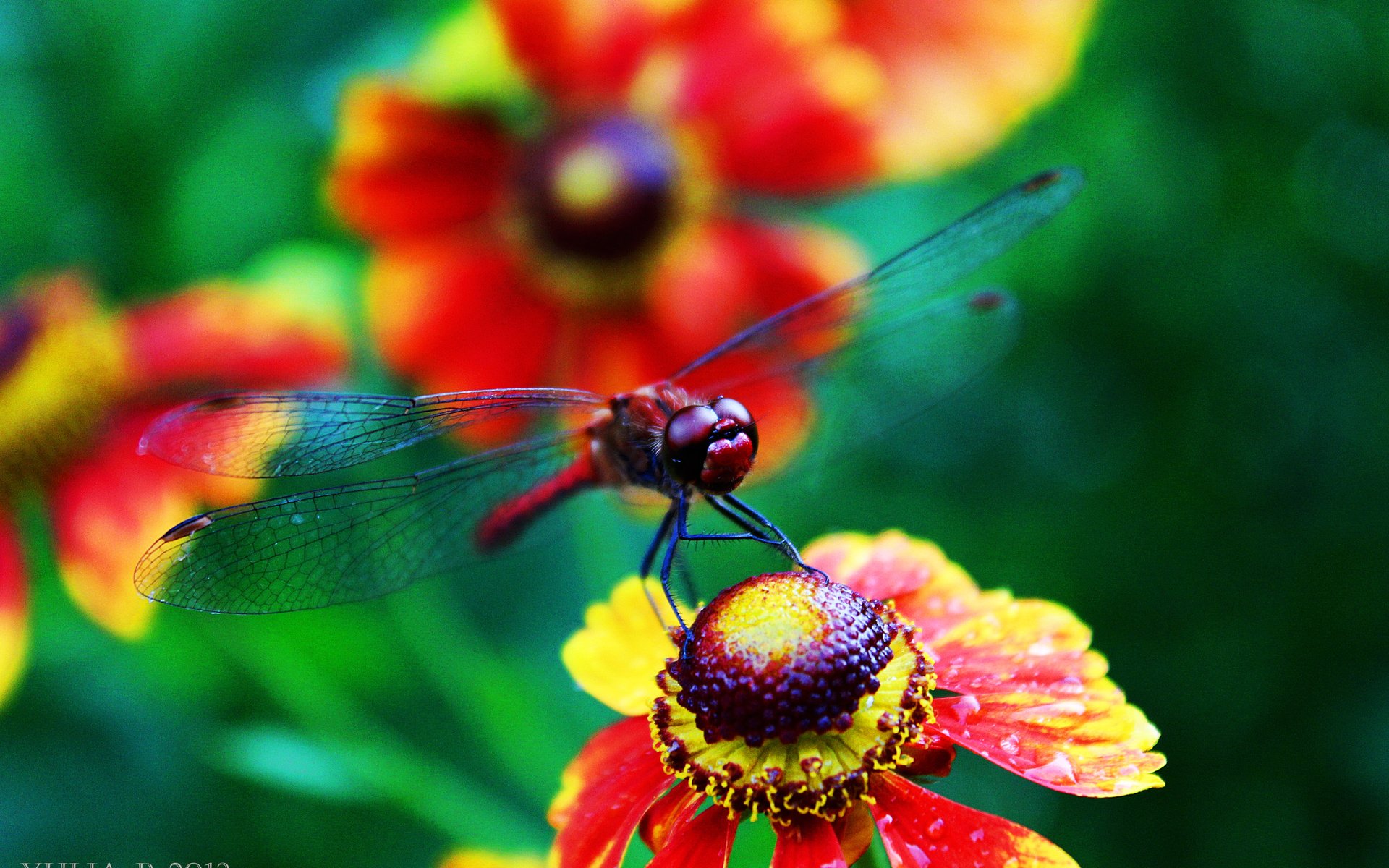 Обои цветы, лето, стрекоза,  цветы, летнее, flowers, summer, dragonfly разрешение 3456x2304 Загрузить