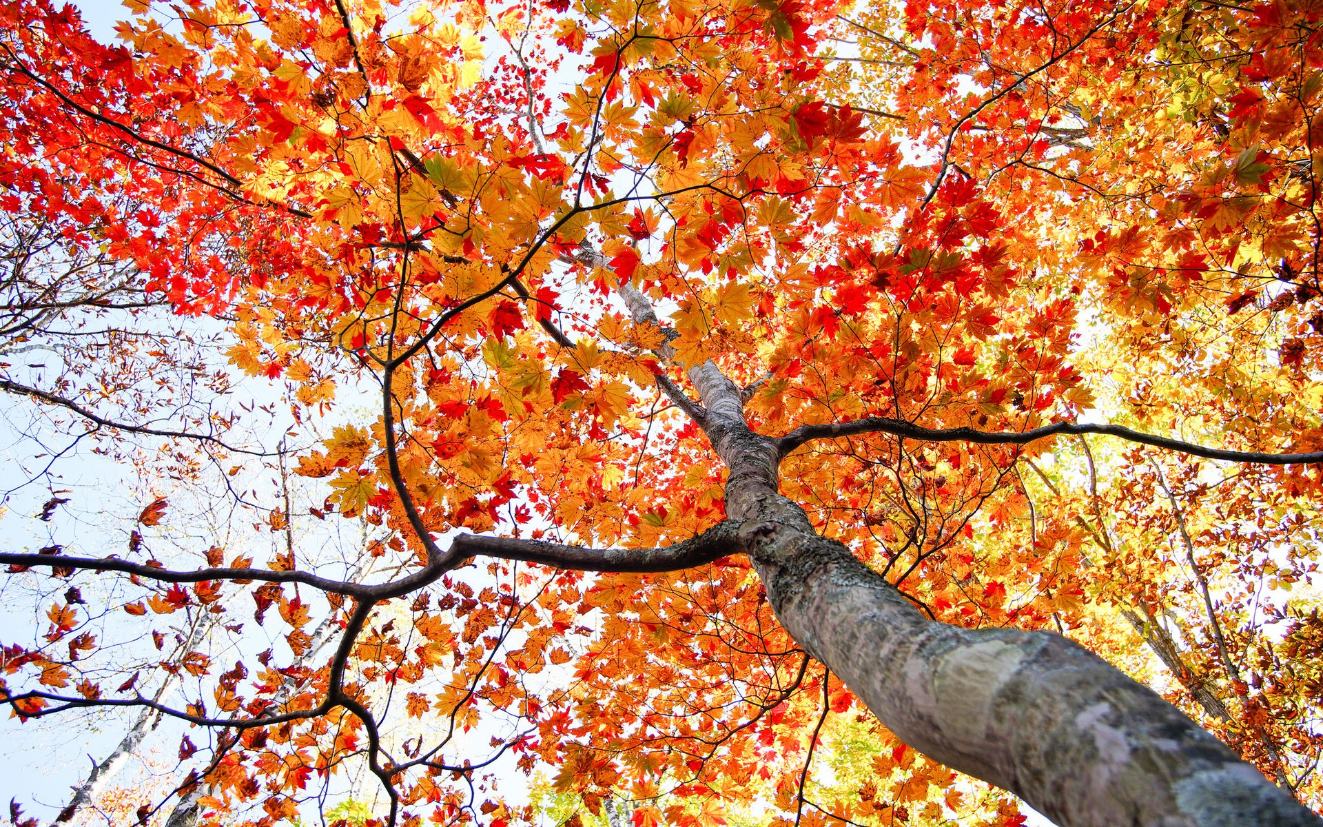 Обои дерево, листья, осень, ствол, tree, leaves, autumn, trunk разрешение 2048x1365 Загрузить