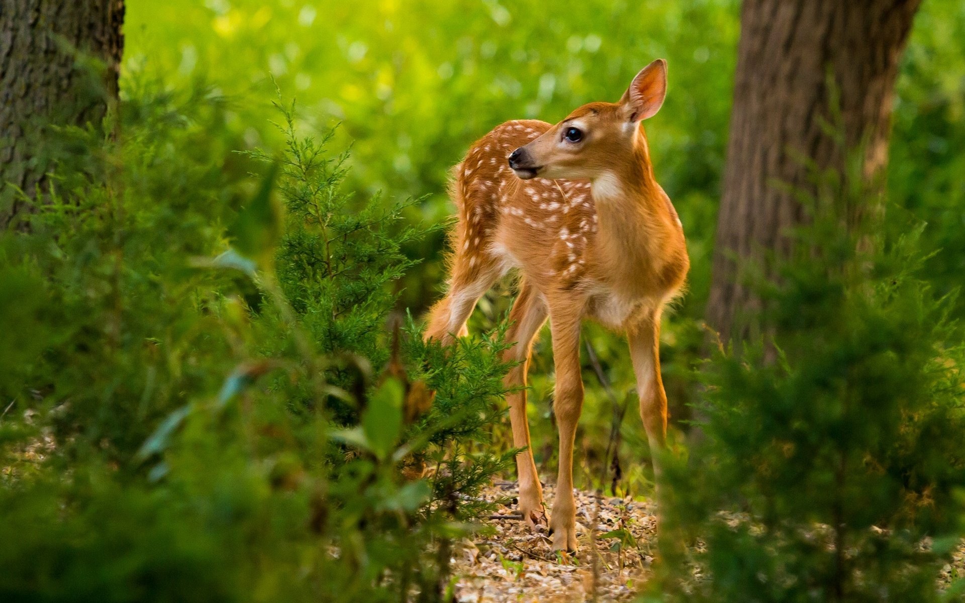 Обои лес, олень, малыш, олененок, forest, deer, baby, fawn разрешение 1920x1379 Загрузить