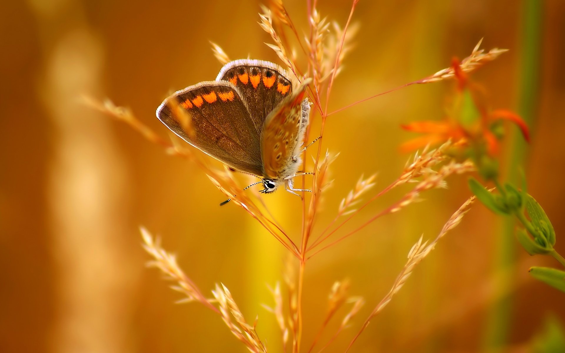 Обои насекомое, бабочка, колосок, боке, insect, butterfly, spike, bokeh разрешение 3650x2219 Загрузить