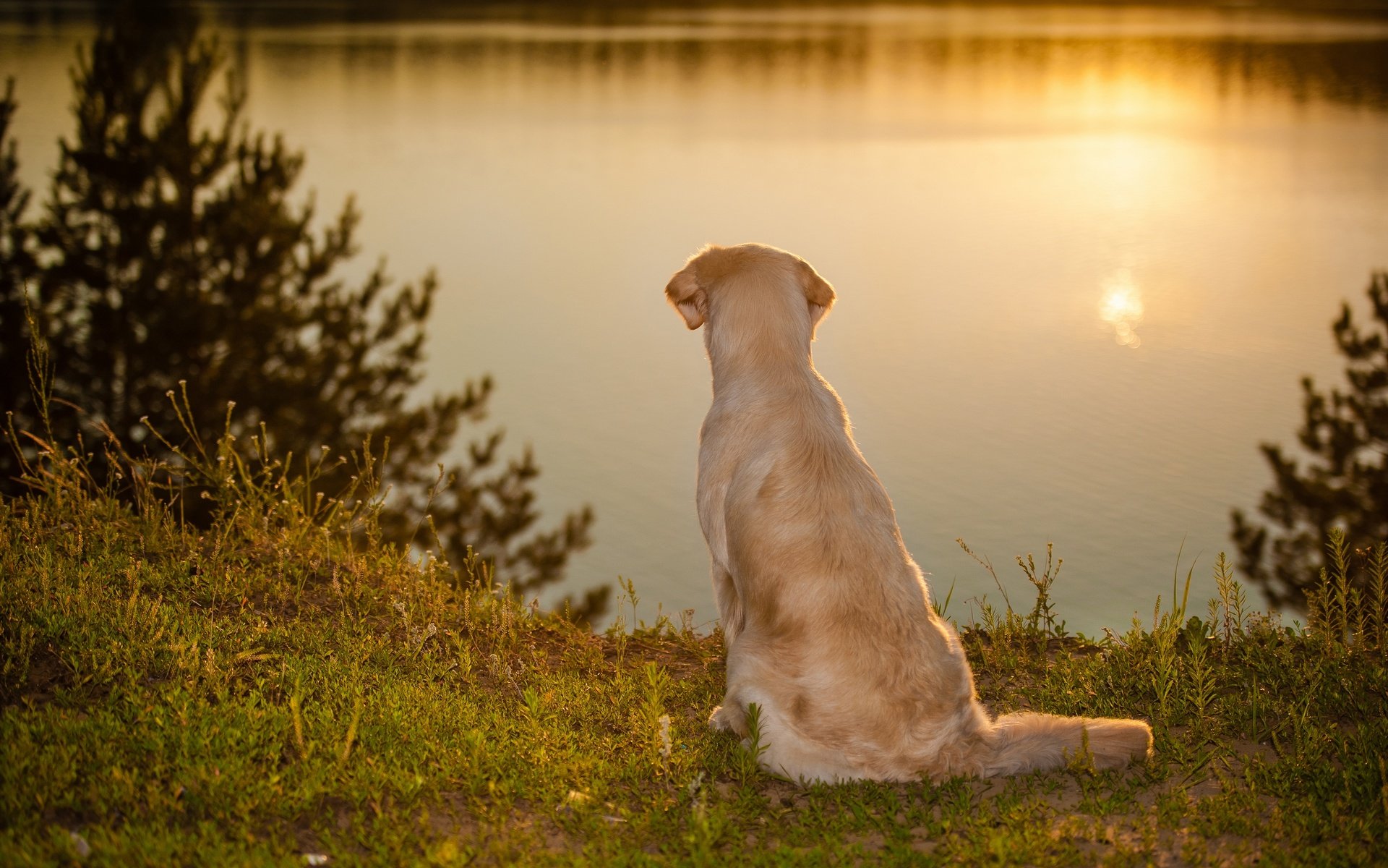 Обои вода, закат, настроение, собака, золотистый ретривер, water, sunset, mood, dog, golden retriever разрешение 2880x1916 Загрузить