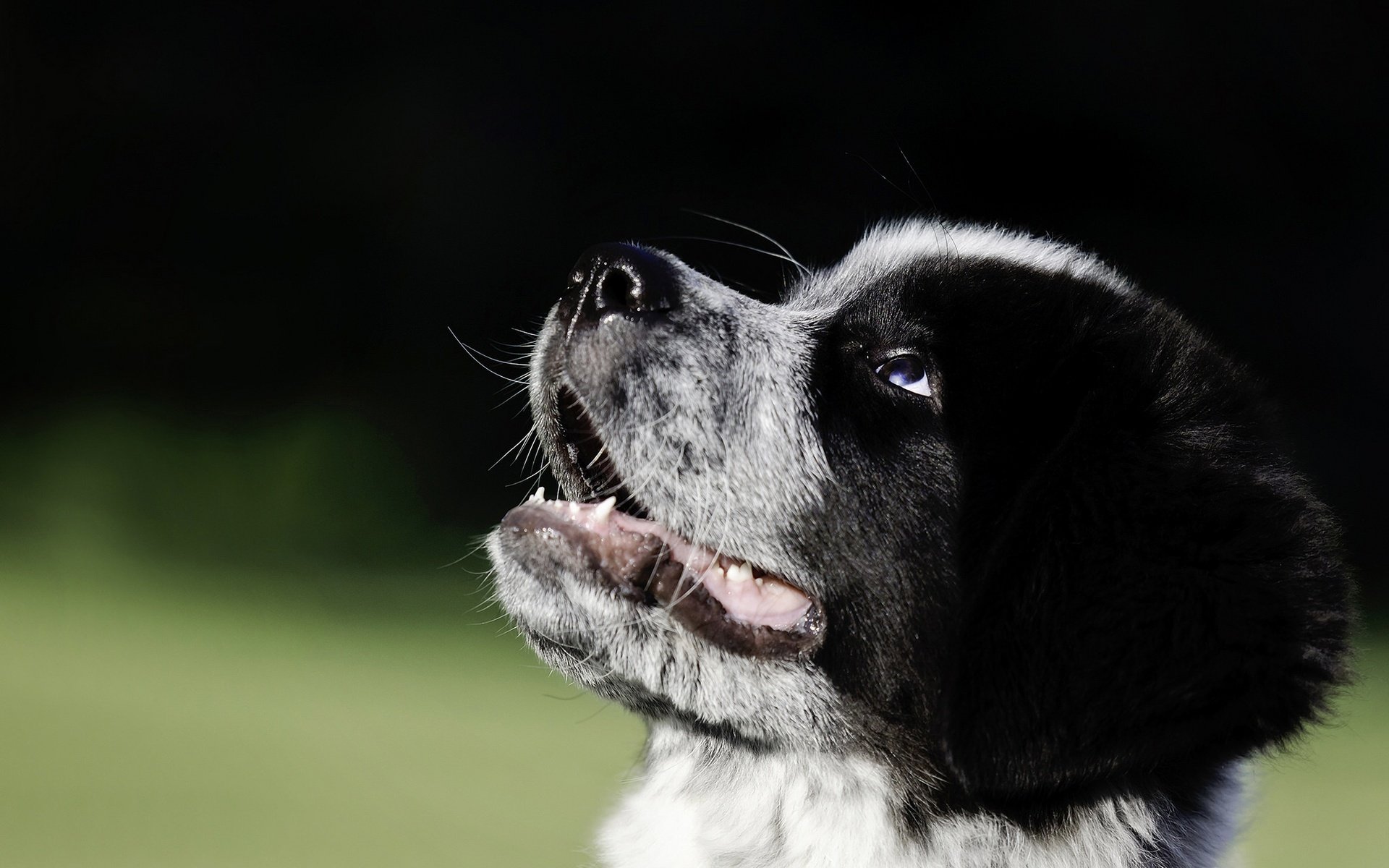 Обои морда, собака, щенок, ньюфаундленд, great pyrenees-newfoundland mix, ландсир, face, dog, puppy, newfoundland разрешение 2048x1536 Загрузить