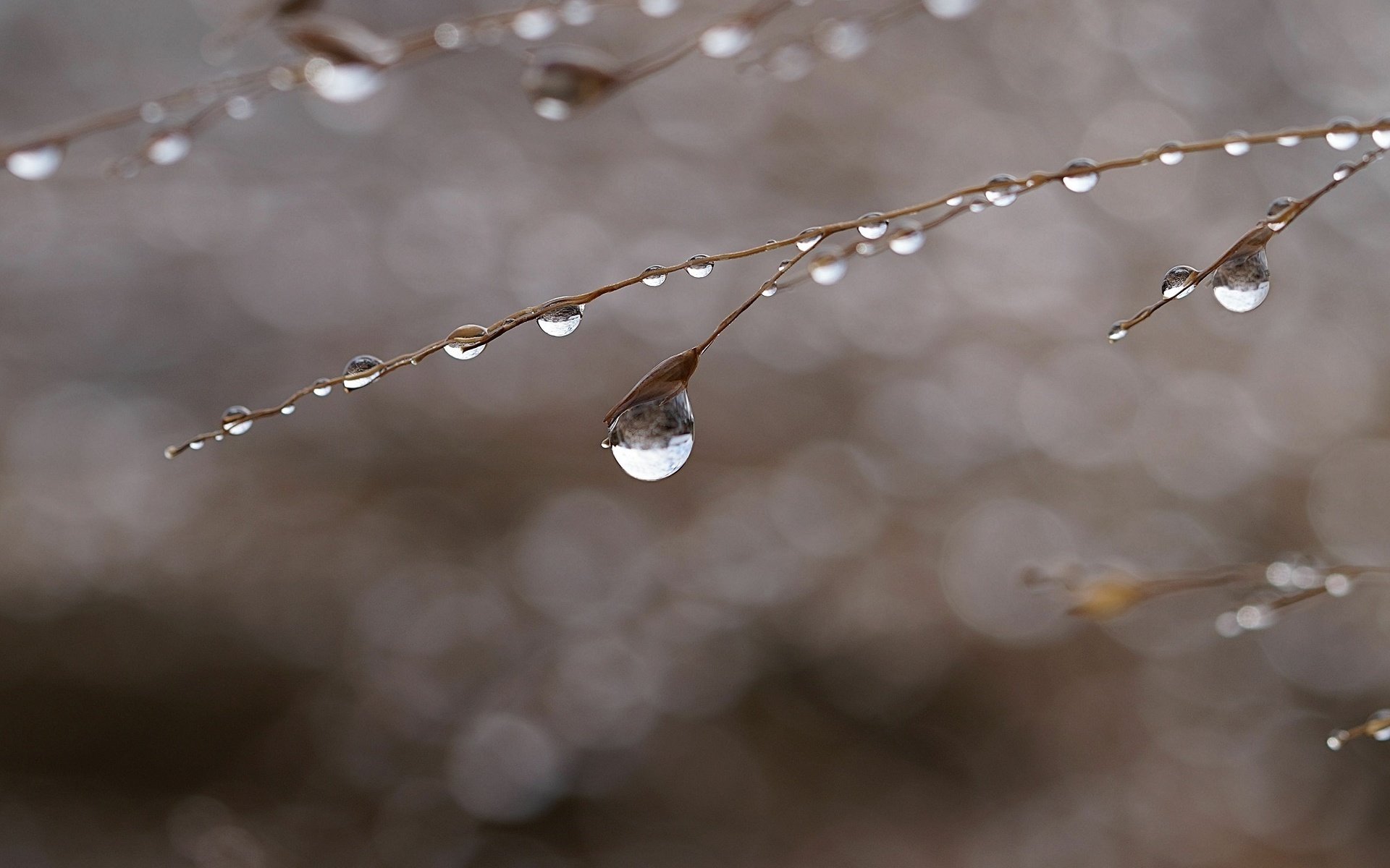 Обои макро, капли, растение, стебелёк, macro, drops, plant, stem разрешение 2000x1450 Загрузить