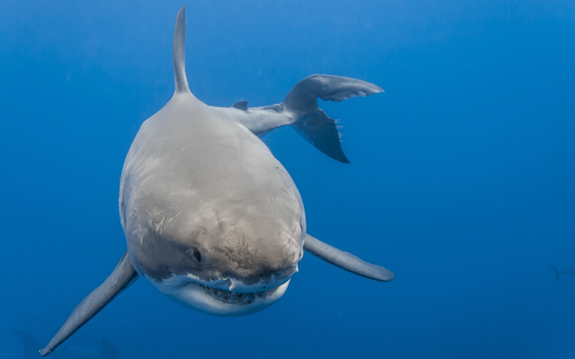 Обои море, акула, белая акула, sea, shark, white shark разрешение 2560x1707 Загрузить