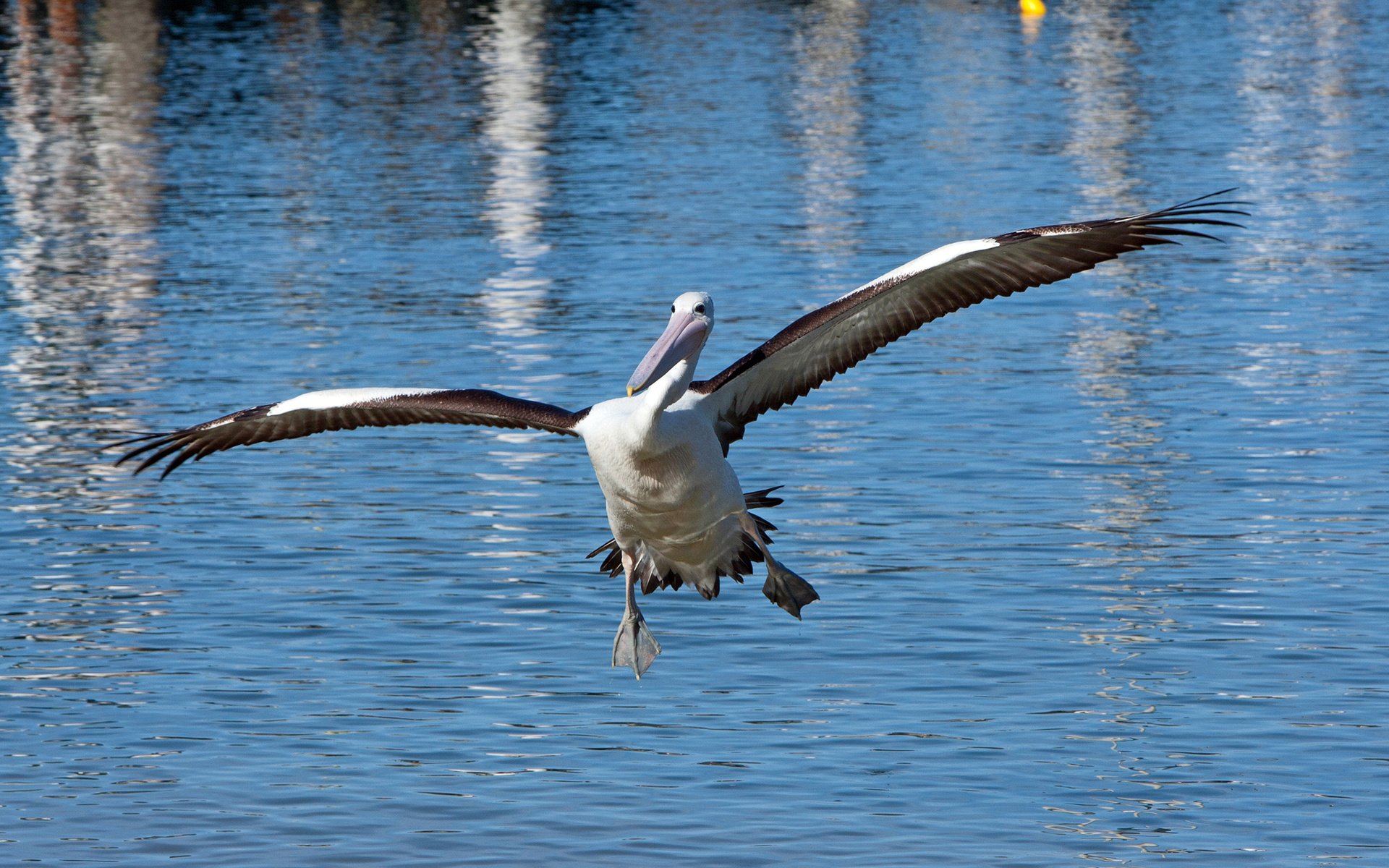 Обои вода, крылья, птица, пеликан, water, wings, bird, pelican разрешение 2048x1287 Загрузить