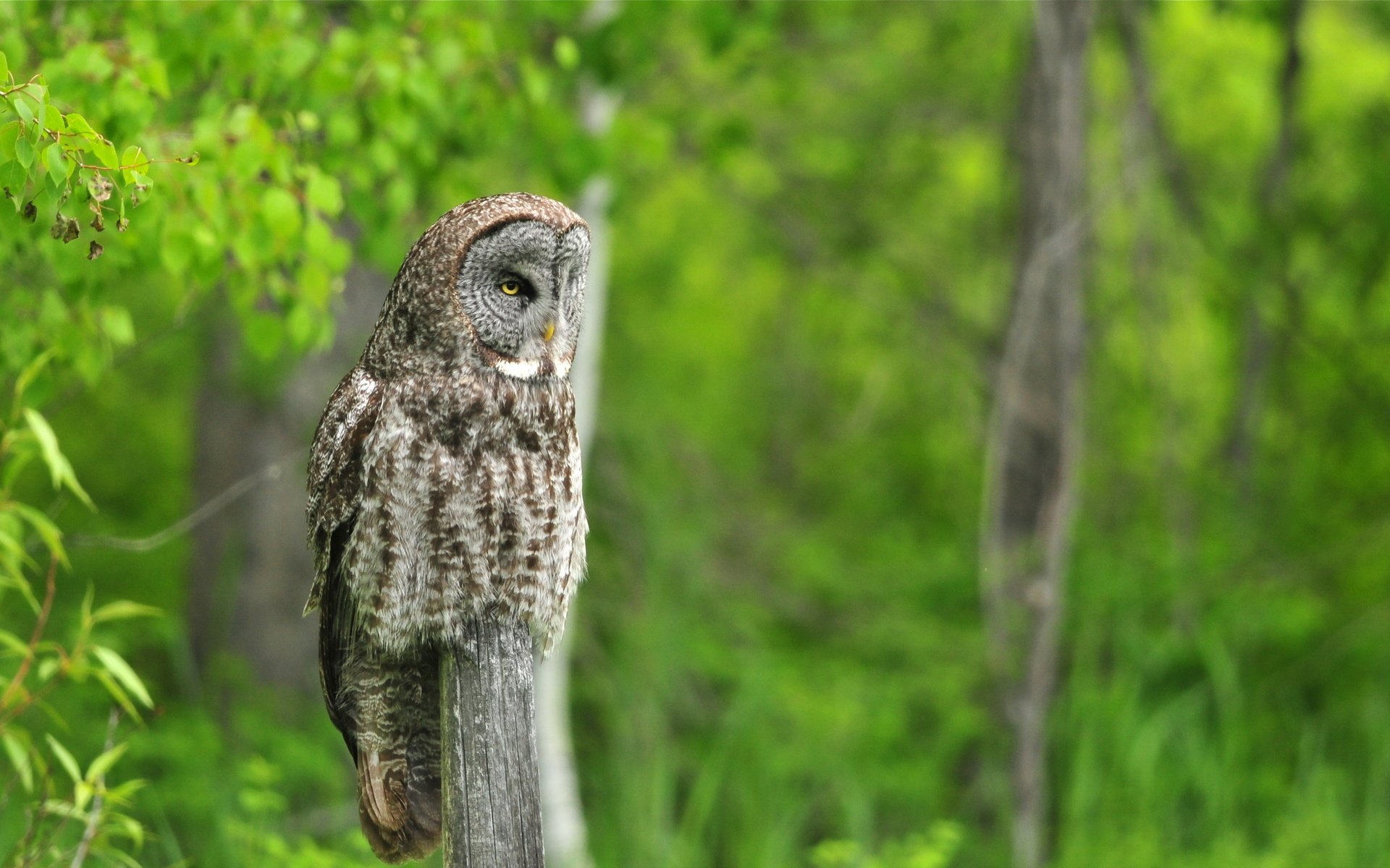 Обои сова, природа, лето, птица, неясыть, owl, nature, summer, bird разрешение 2560x1440 Загрузить