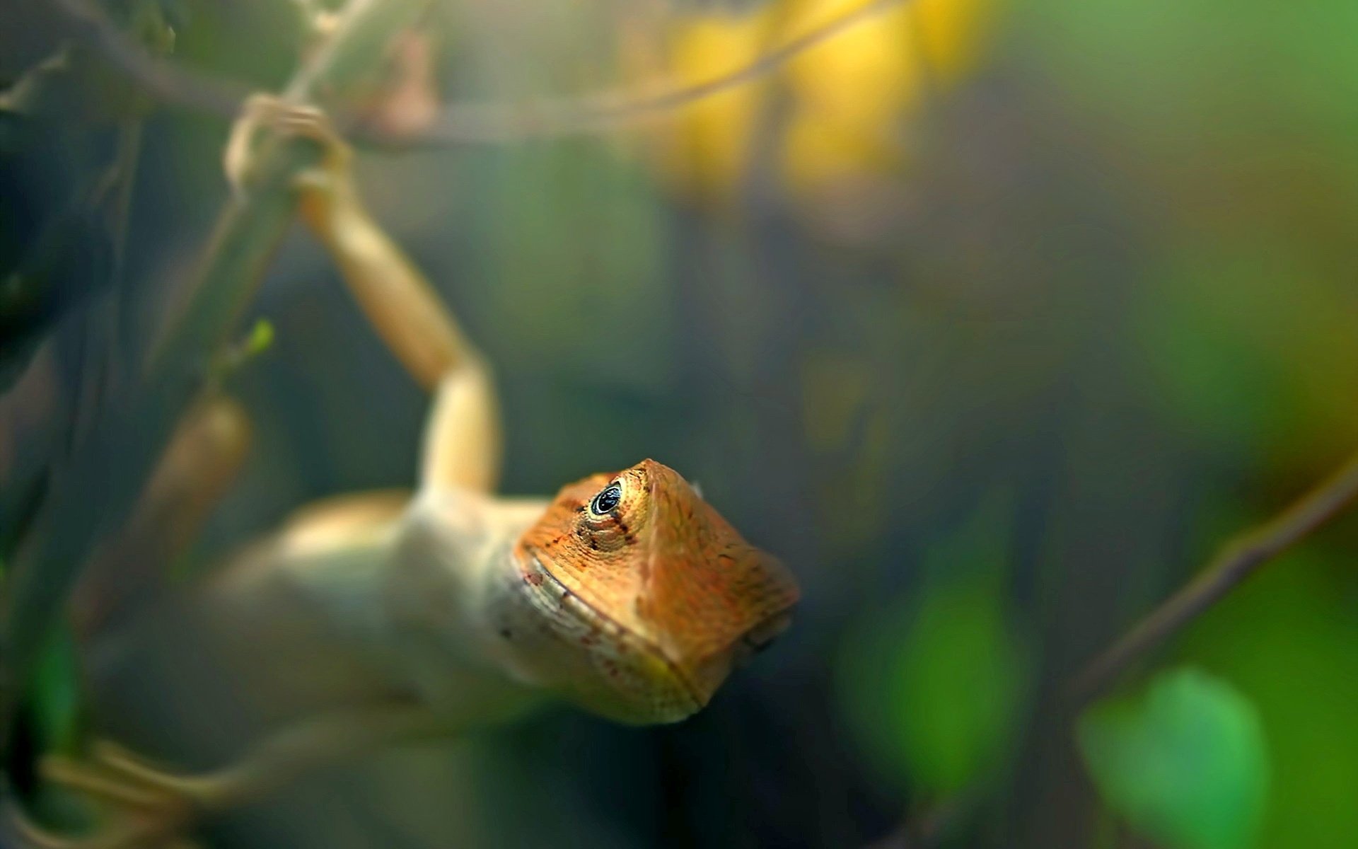 Обои природа, ящерица, животное, на природе, garden lizard, nature, lizard, animal разрешение 1920x1280 Загрузить