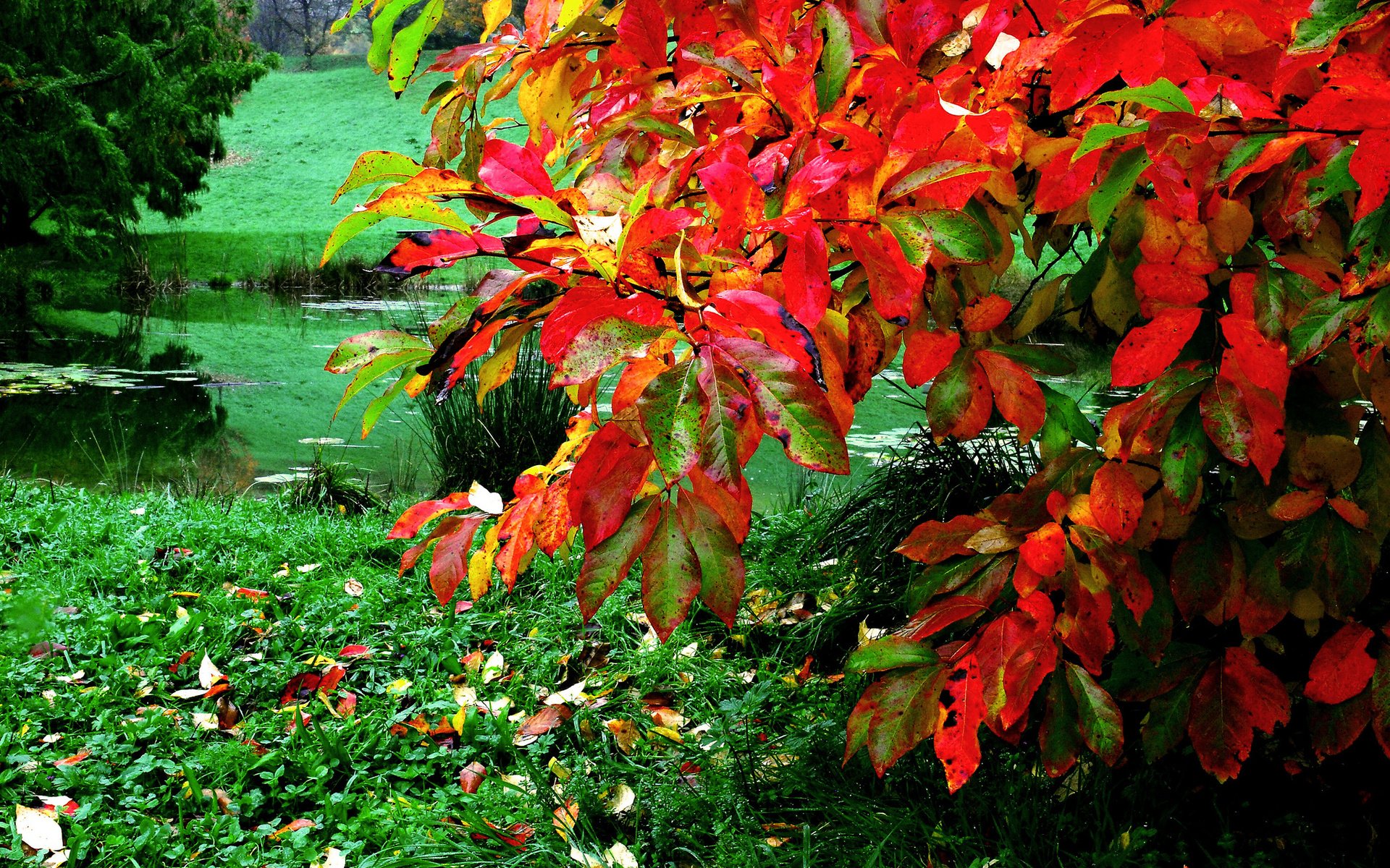 Обои трава, листья, осень, пруд, куст, grass, leaves, autumn, pond, bush разрешение 2048x1371 Загрузить