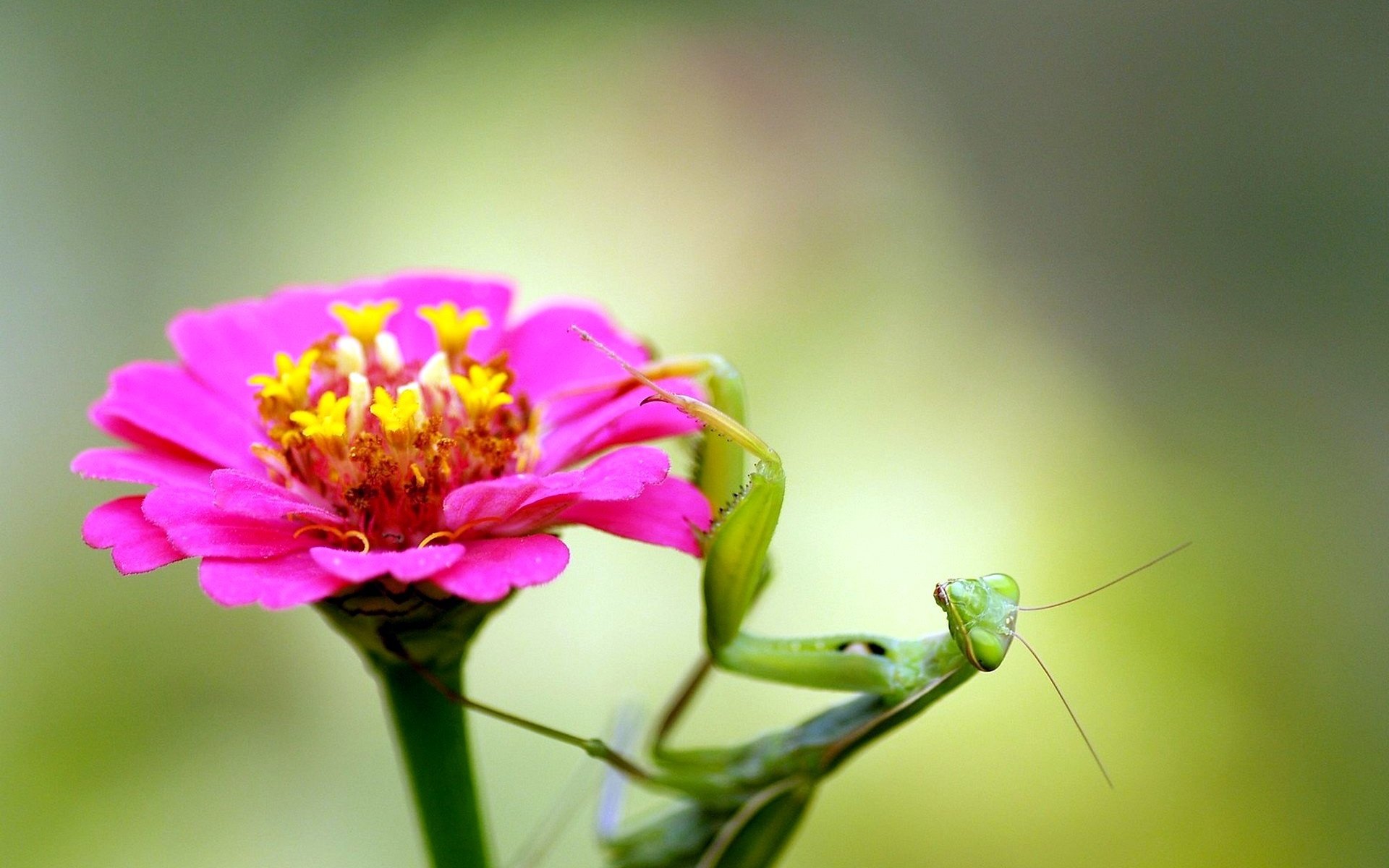 Обои насекомое, цветок, богомол, insect, flower, mantis разрешение 1920x1440 Загрузить