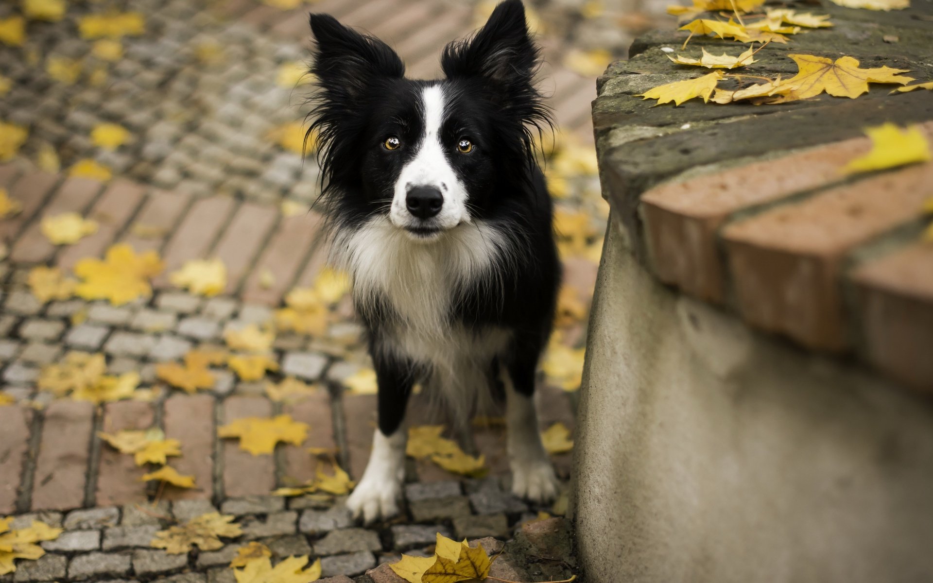 Обои взгляд, осень, собака, друг, look, autumn, dog, each разрешение 2880x1799 Загрузить