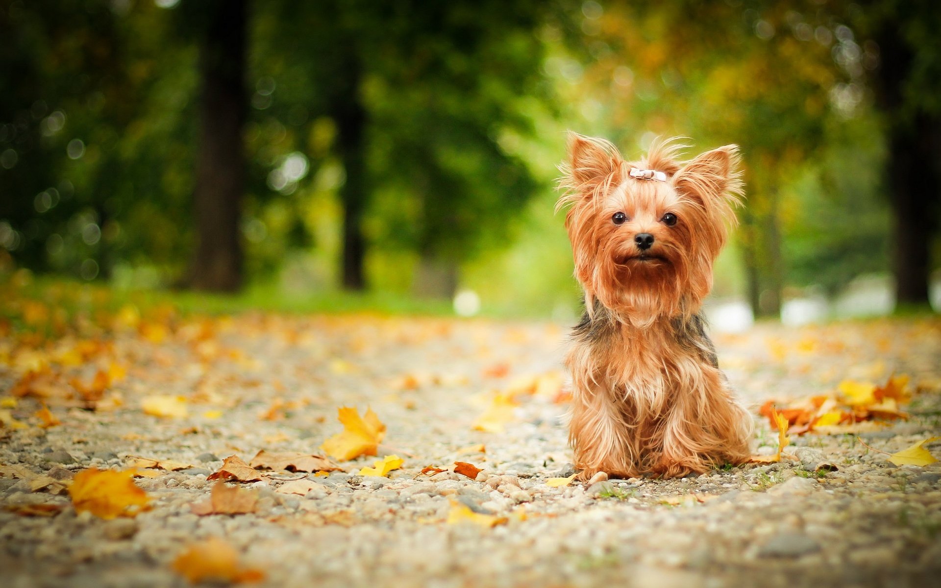 Обои взгляд, осень, собака, друг, йорк, йоркширский терьер, look, autumn, dog, each, york, yorkshire terrier разрешение 2880x1750 Загрузить