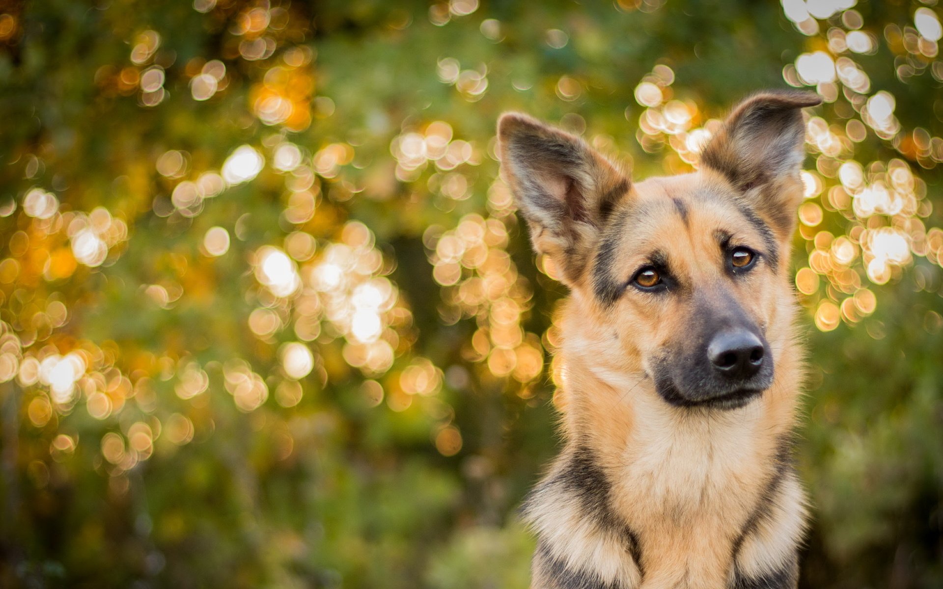 Обои взгляд, собака, друг, овчарка, look, dog, each, shepherd разрешение 3504x2054 Загрузить