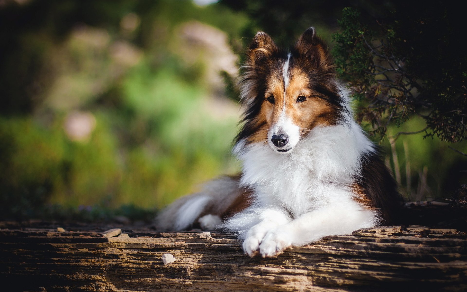 Обои взгляд, собака, друг, колли, шотландская овчарка, look, dog, each, collie, scottish shepherd разрешение 2048x1365 Загрузить