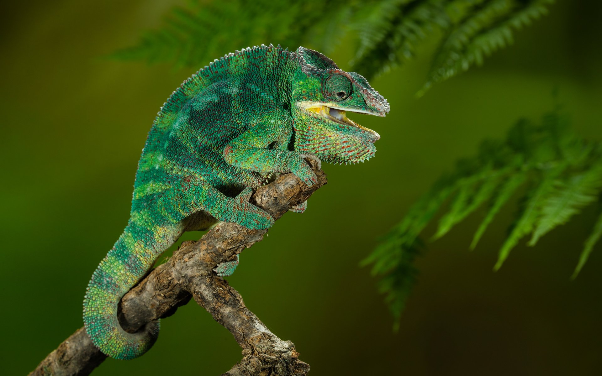 Обои chamaeleo calyptratus, йеменский хамелеон, хамелеон ящерица, yemen chameleon, chameleon lizard разрешение 3000x2000 Загрузить