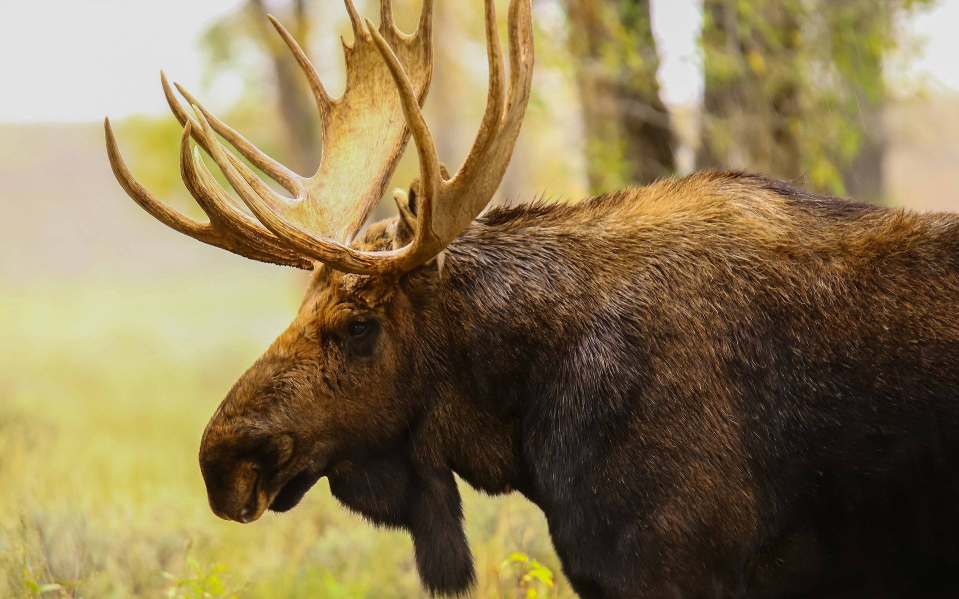 Обои природа, профиль, животное, рога, лось, nature, profile, animal, horns, moose разрешение 2040x1632 Загрузить